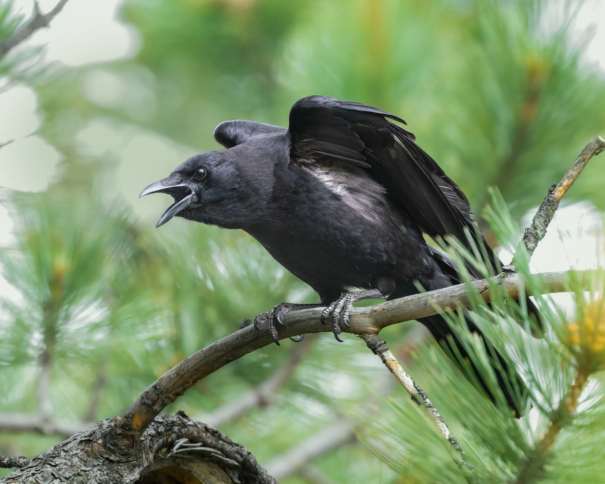 American Crow, Colorado