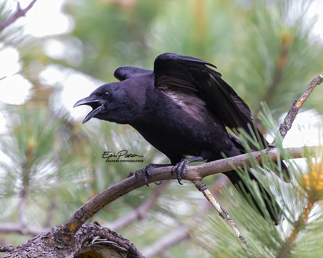 American Crow, Colorado