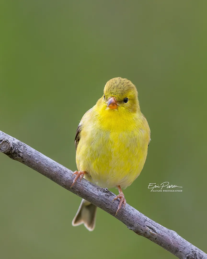 American Goldfinch, Nebraska