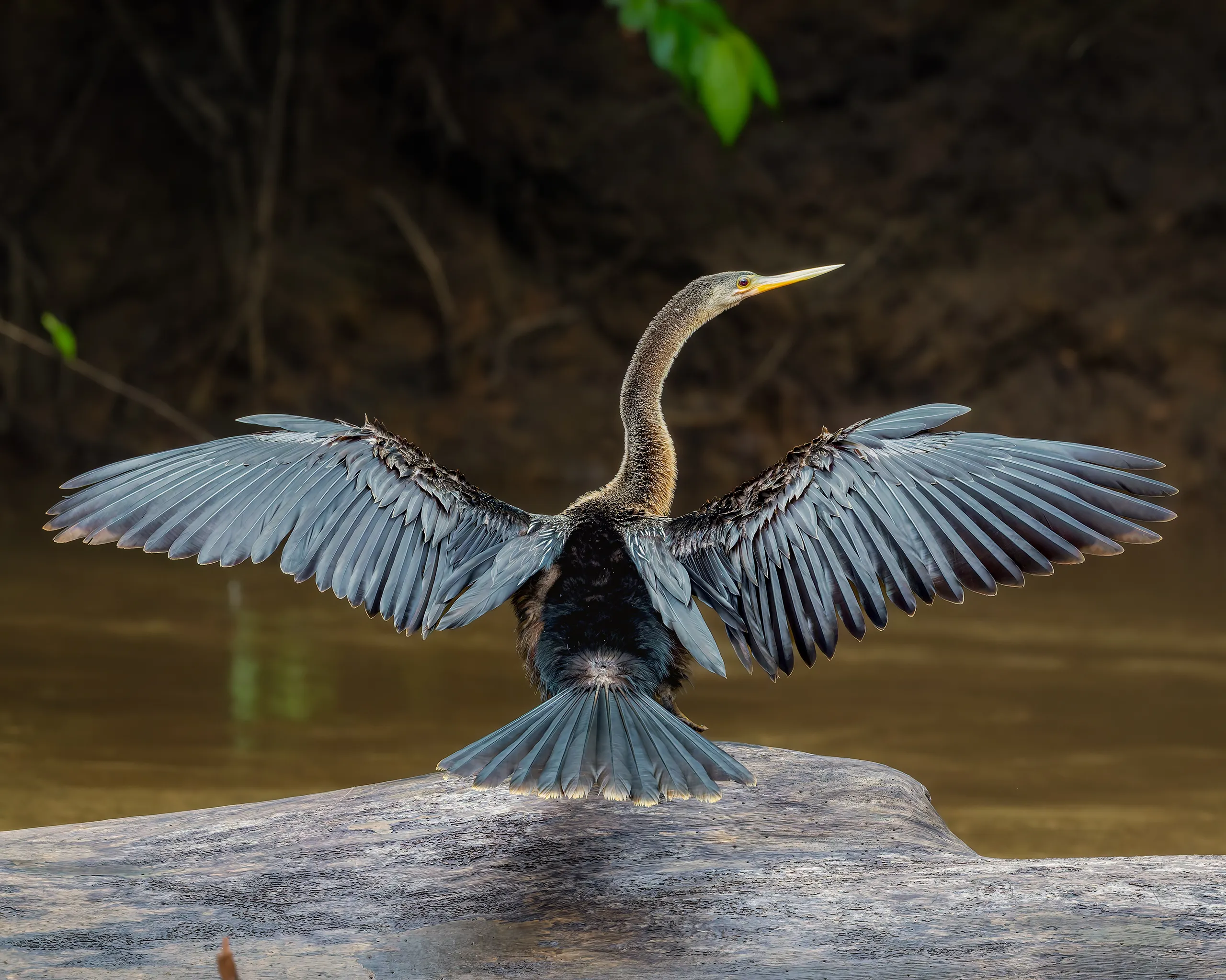 Anhinga, Costa Rica