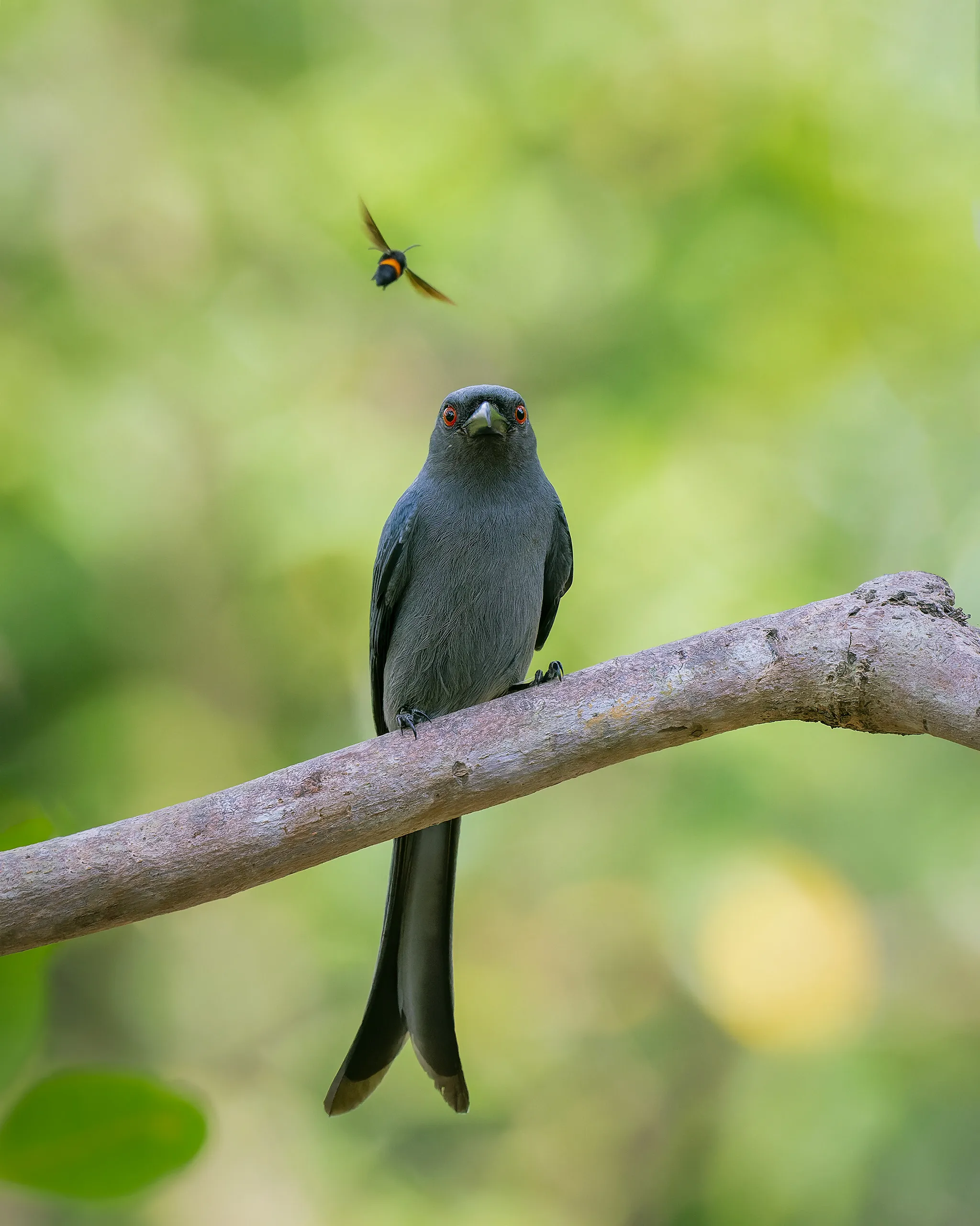 Ashy Drongo, Philippines