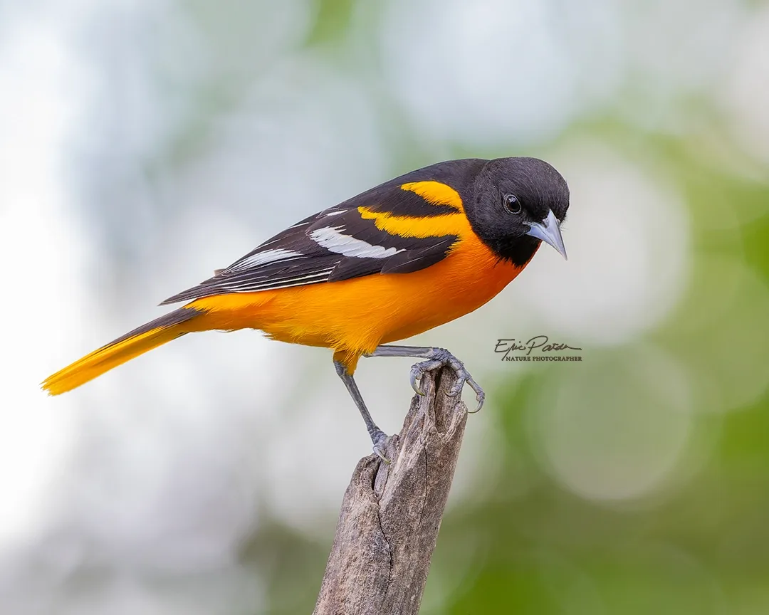 Baltimore Oriole, Nebraska