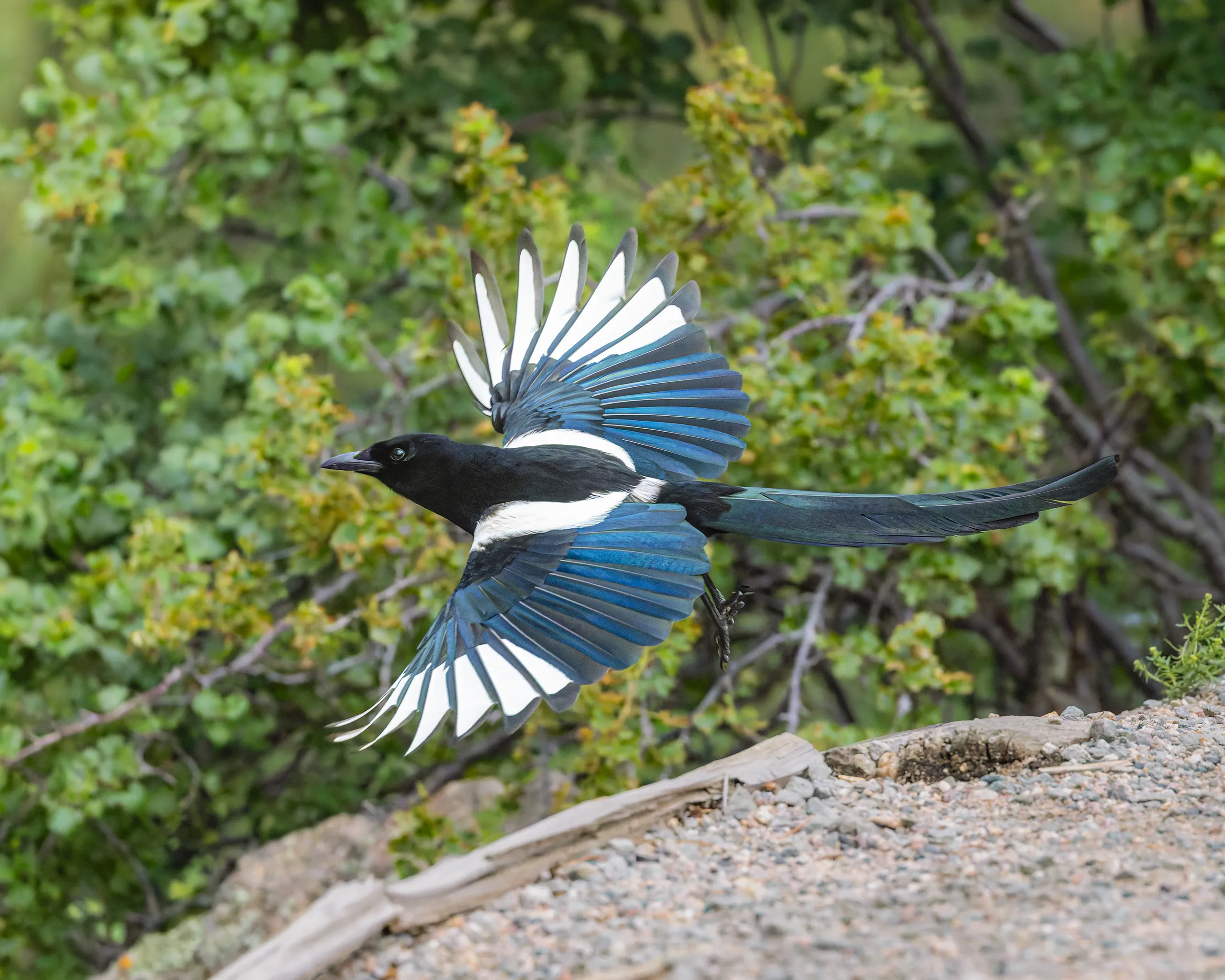 Black-billed Magpie, Colorado
