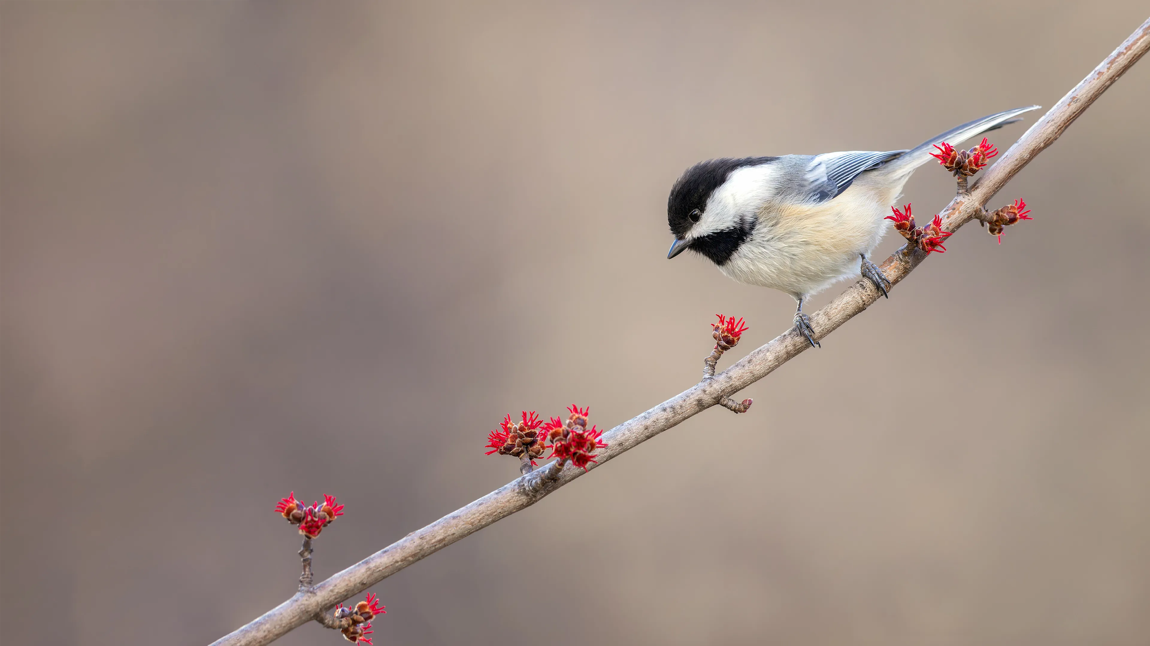 Black-capped Chickadee on a maple branch in bud
