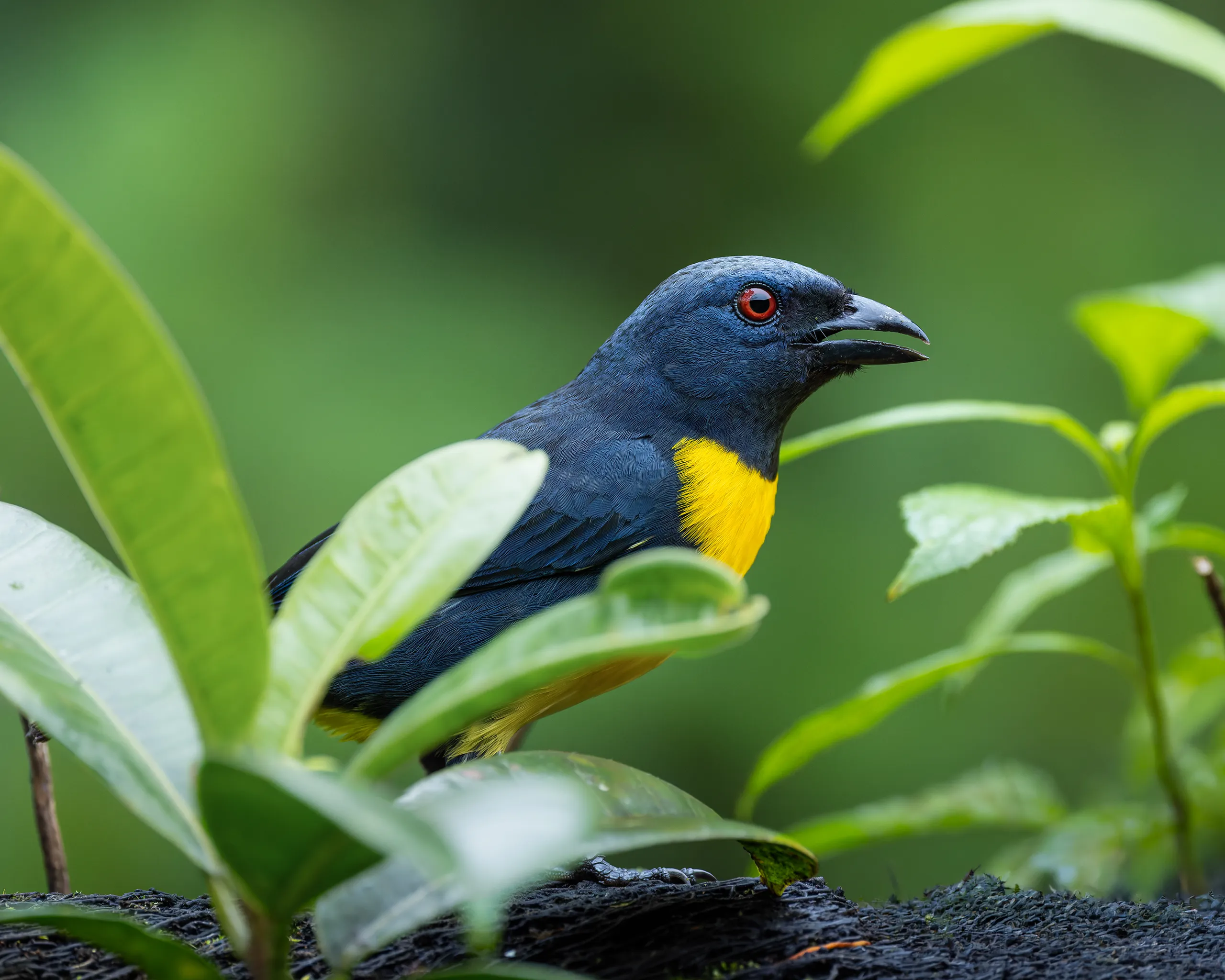 Blue-and-gold Tanager, Costa Rica