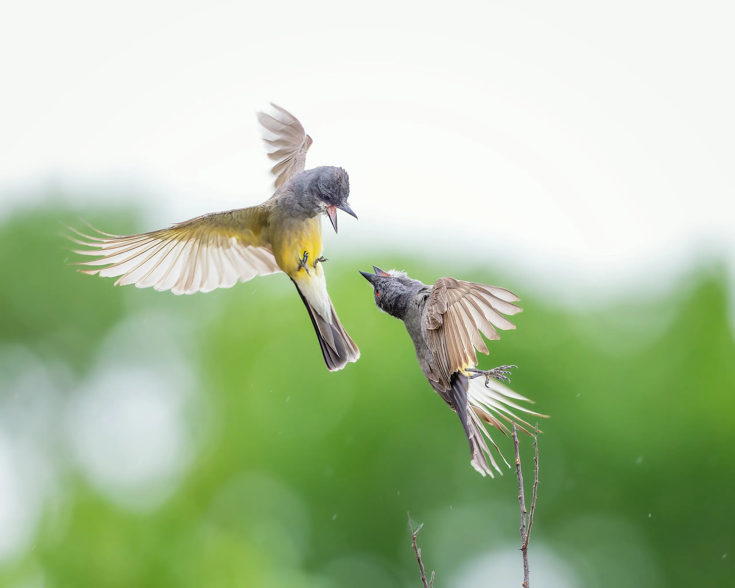 Arizona — Cassin's Kingbird
