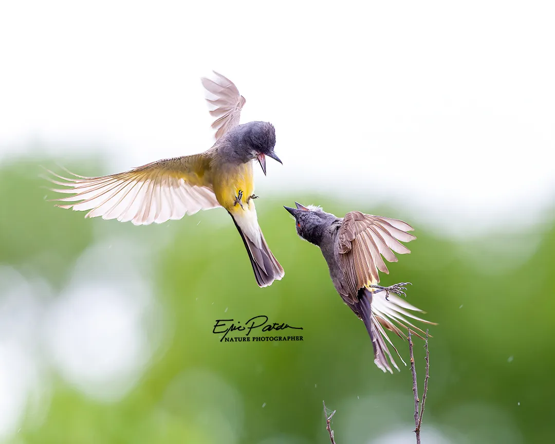 Cassin's Kingbird, Arizona