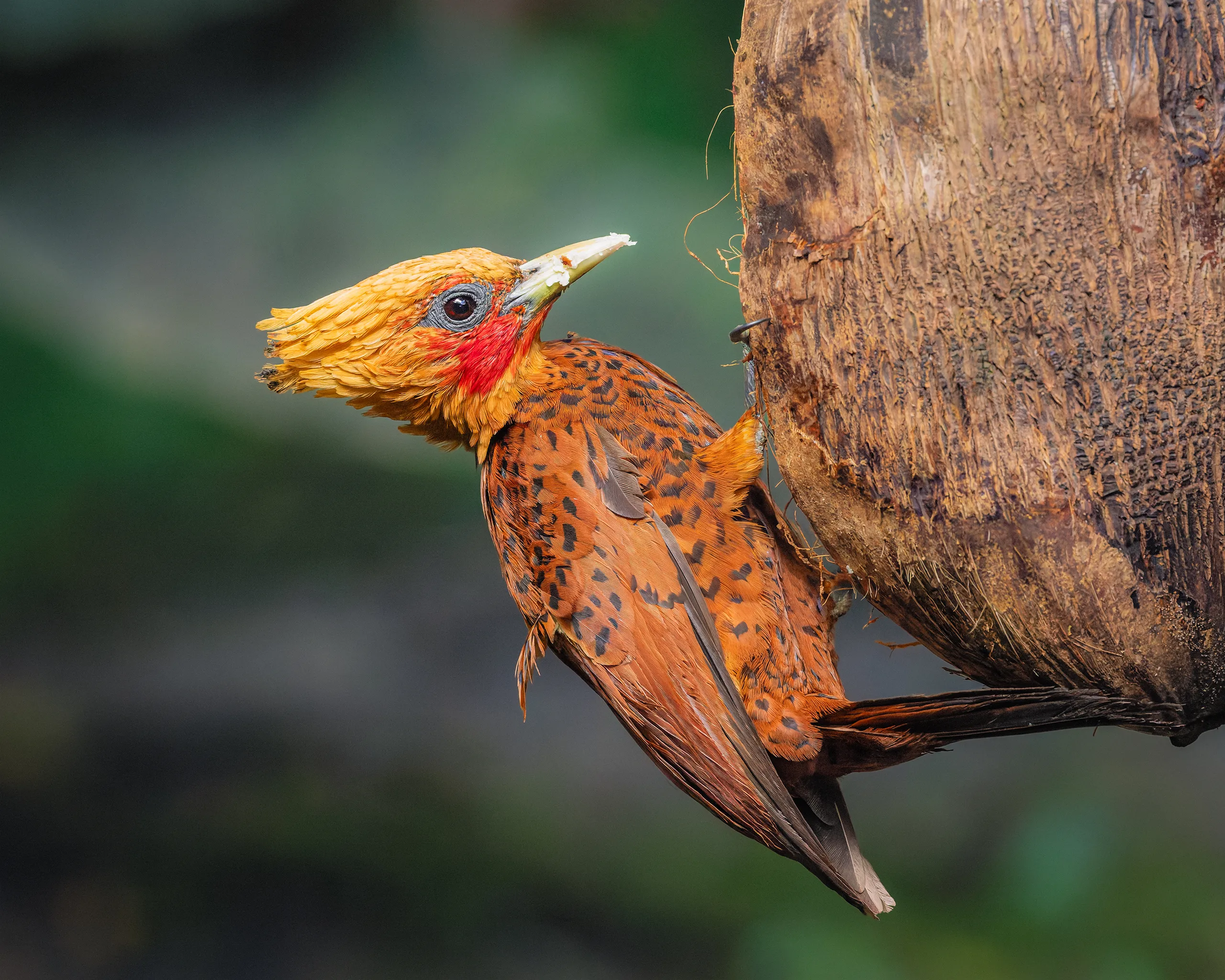 Chestnut-colored Woodpecker, Costa Rica