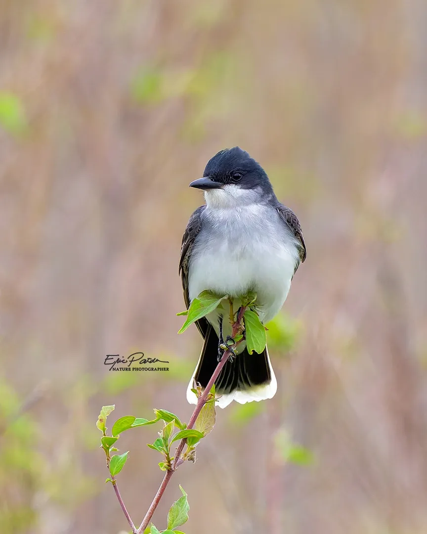 Eastern Kingbird, Nebraska