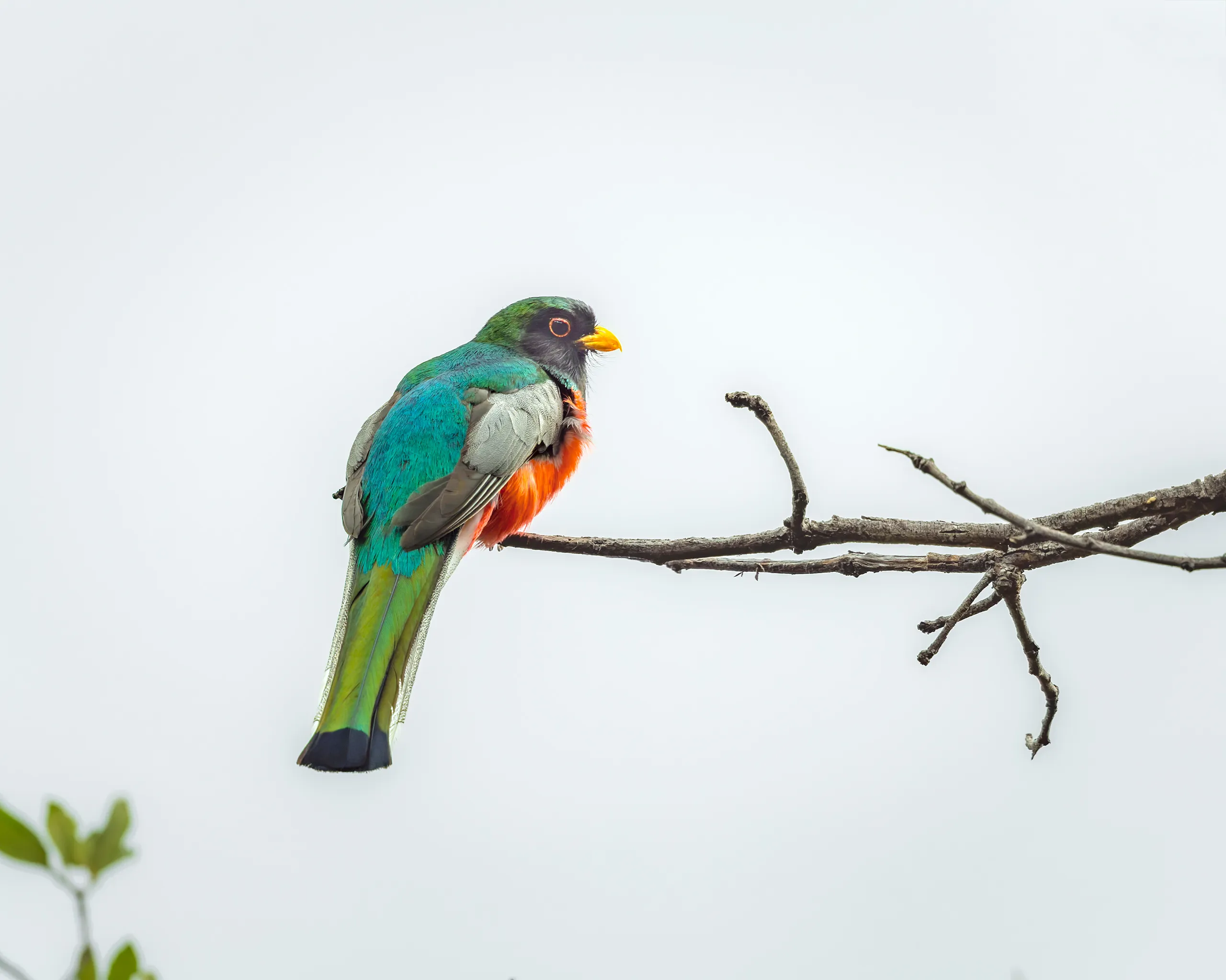 Elegant Trogon, Arizona
