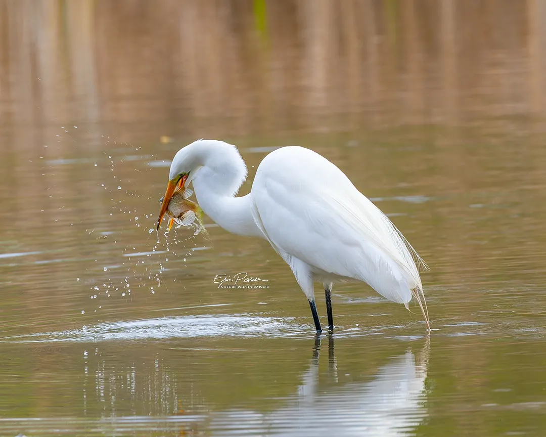 Great Egret, Nebraska