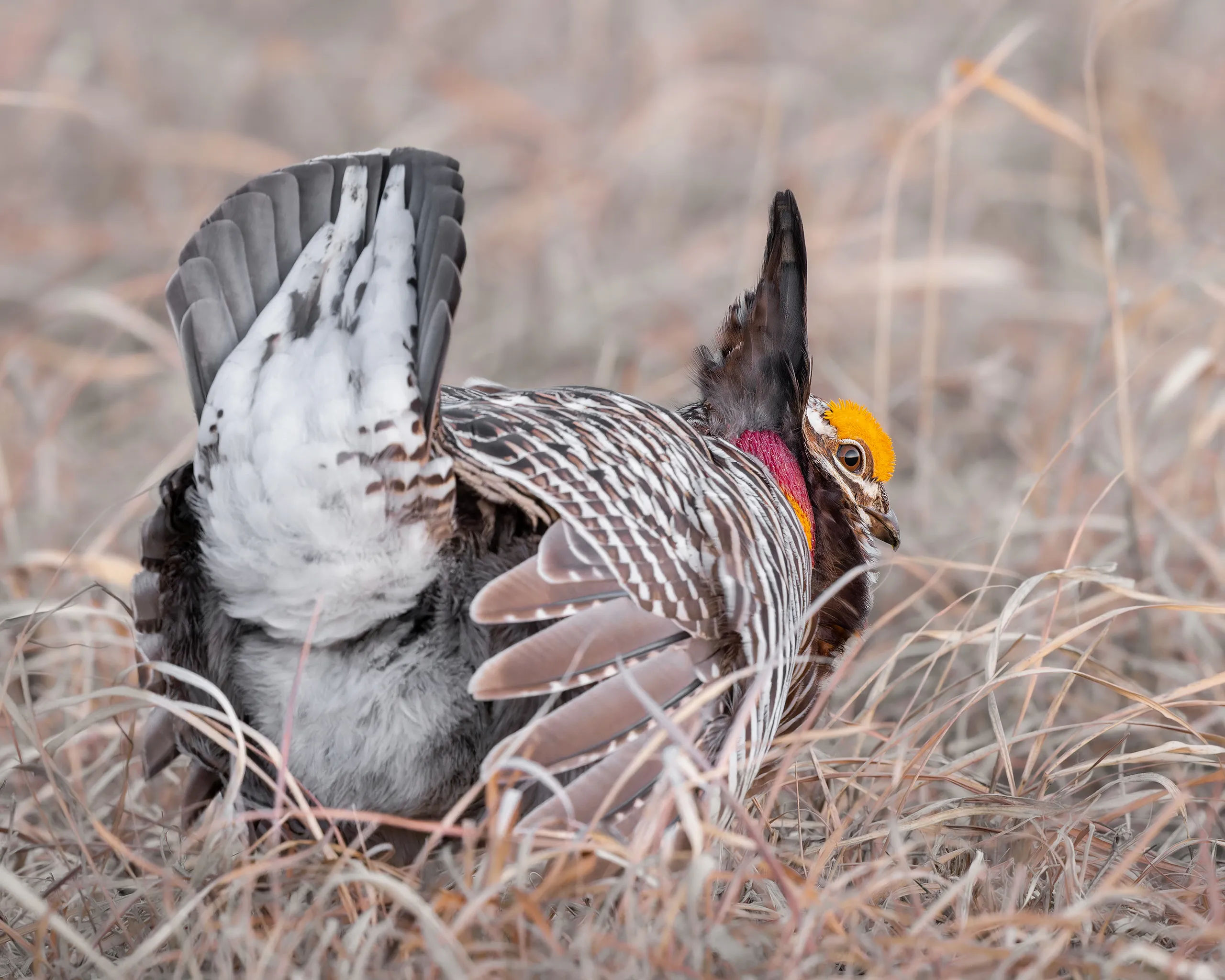 Galliformes — Greater Prairie Chicken