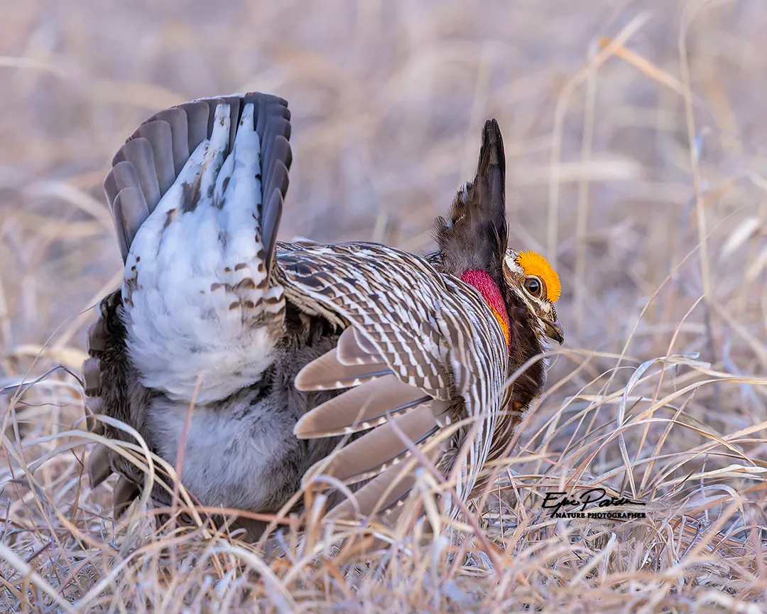 Greater Prairie Chicken