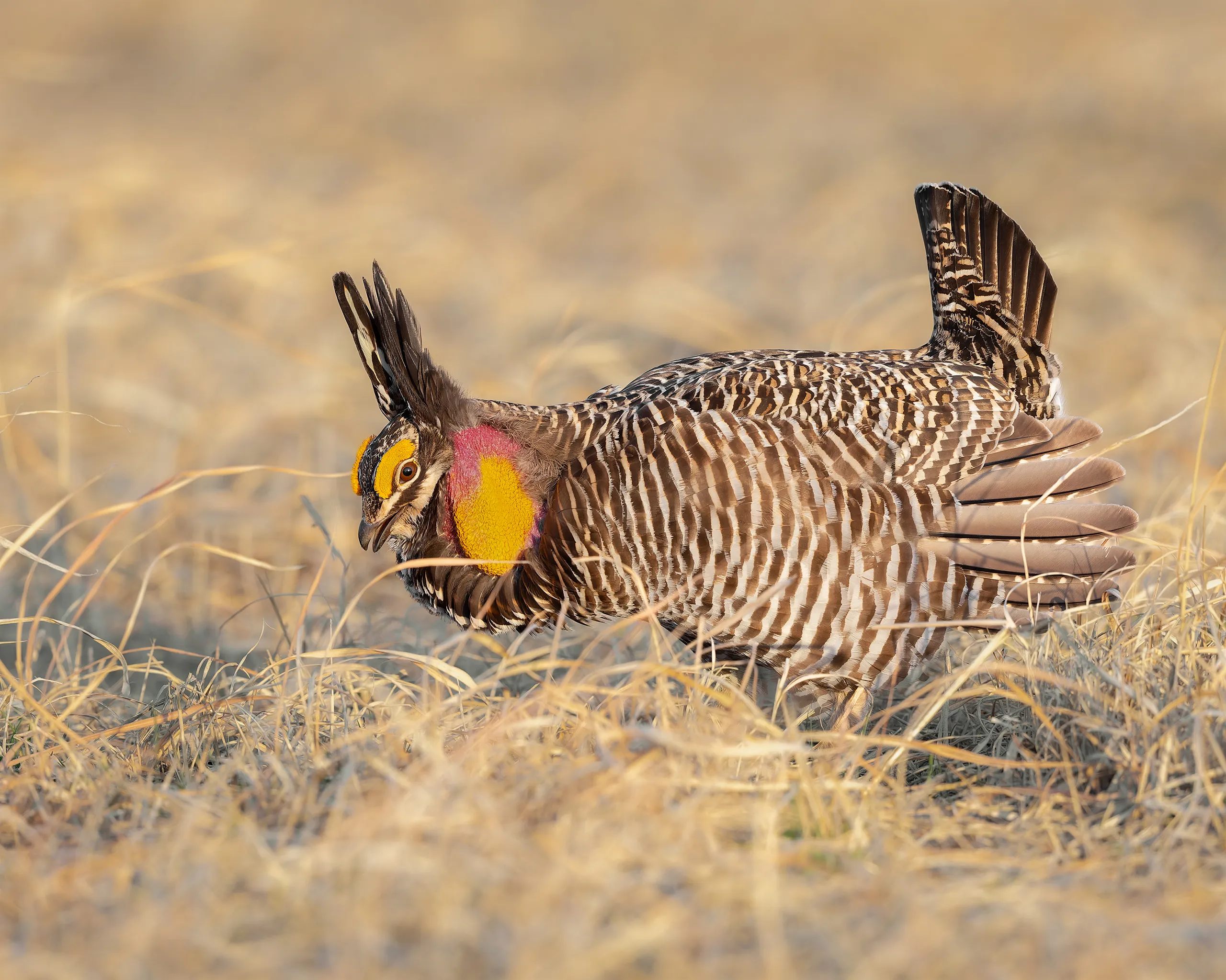 Greater Prairie Chicken, Nebraska