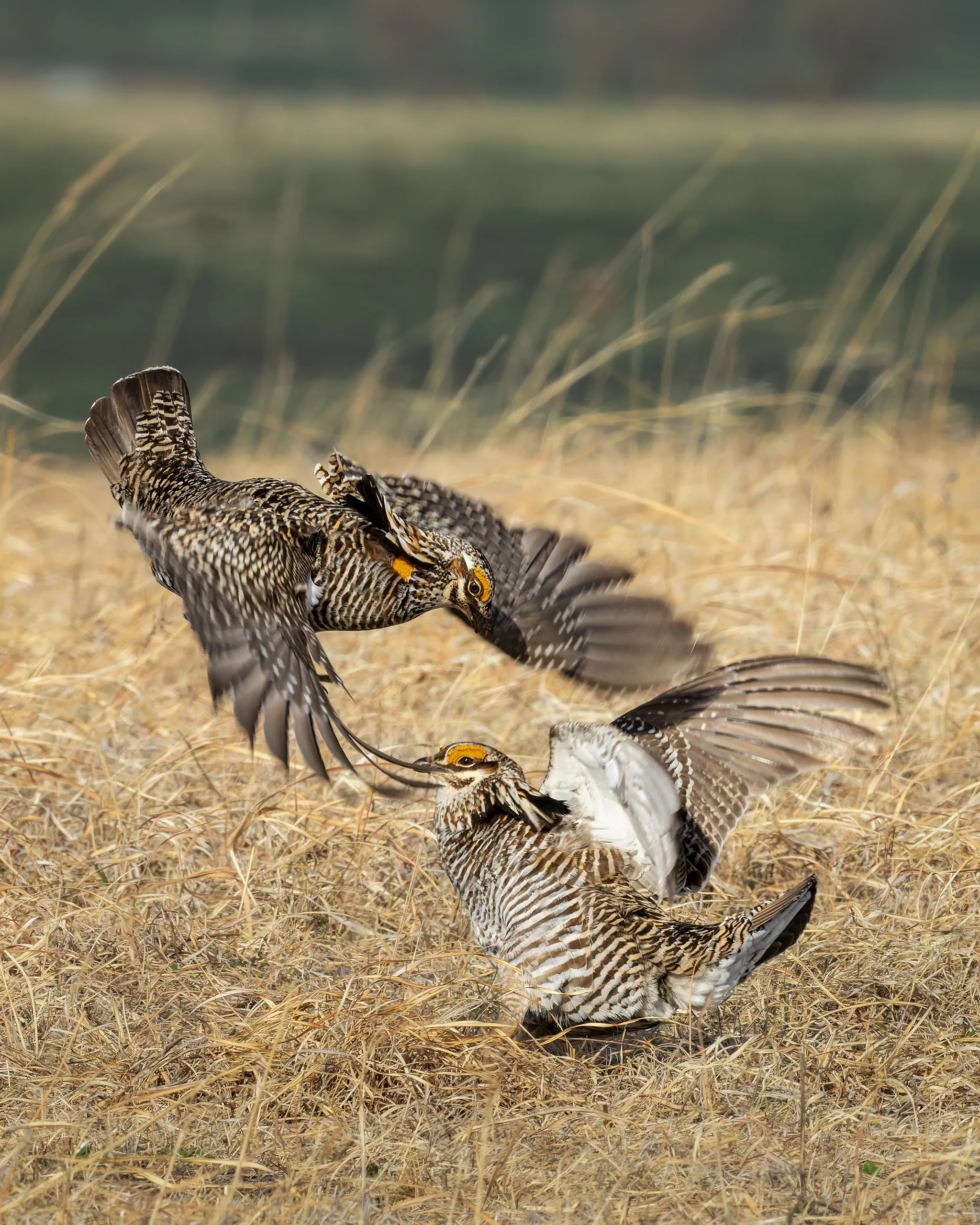 Greater Prairie Chicken, Nebraska
