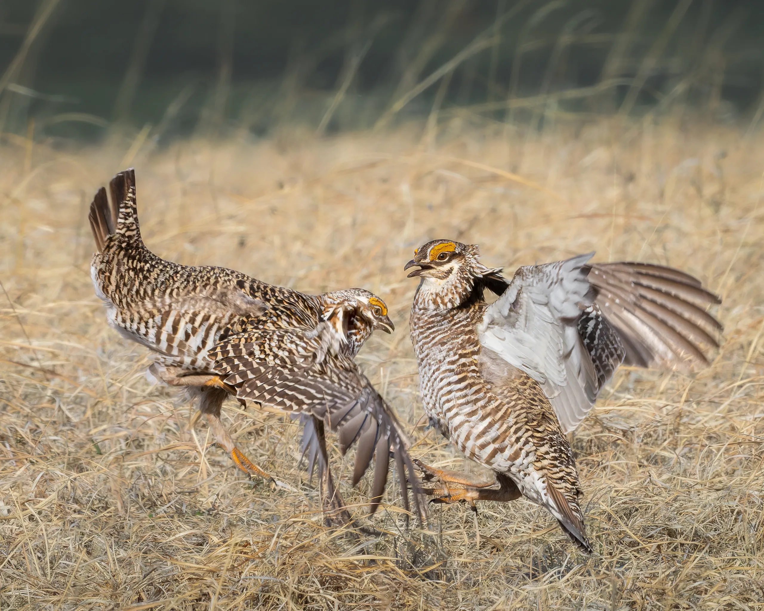 Greater Prairie Chicken, Nebraska