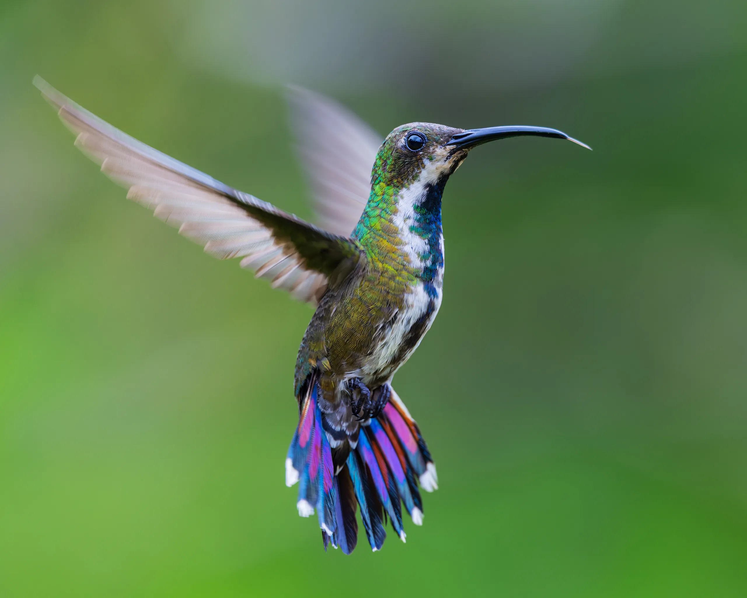Green-breasted Mango (female), Costa Rica