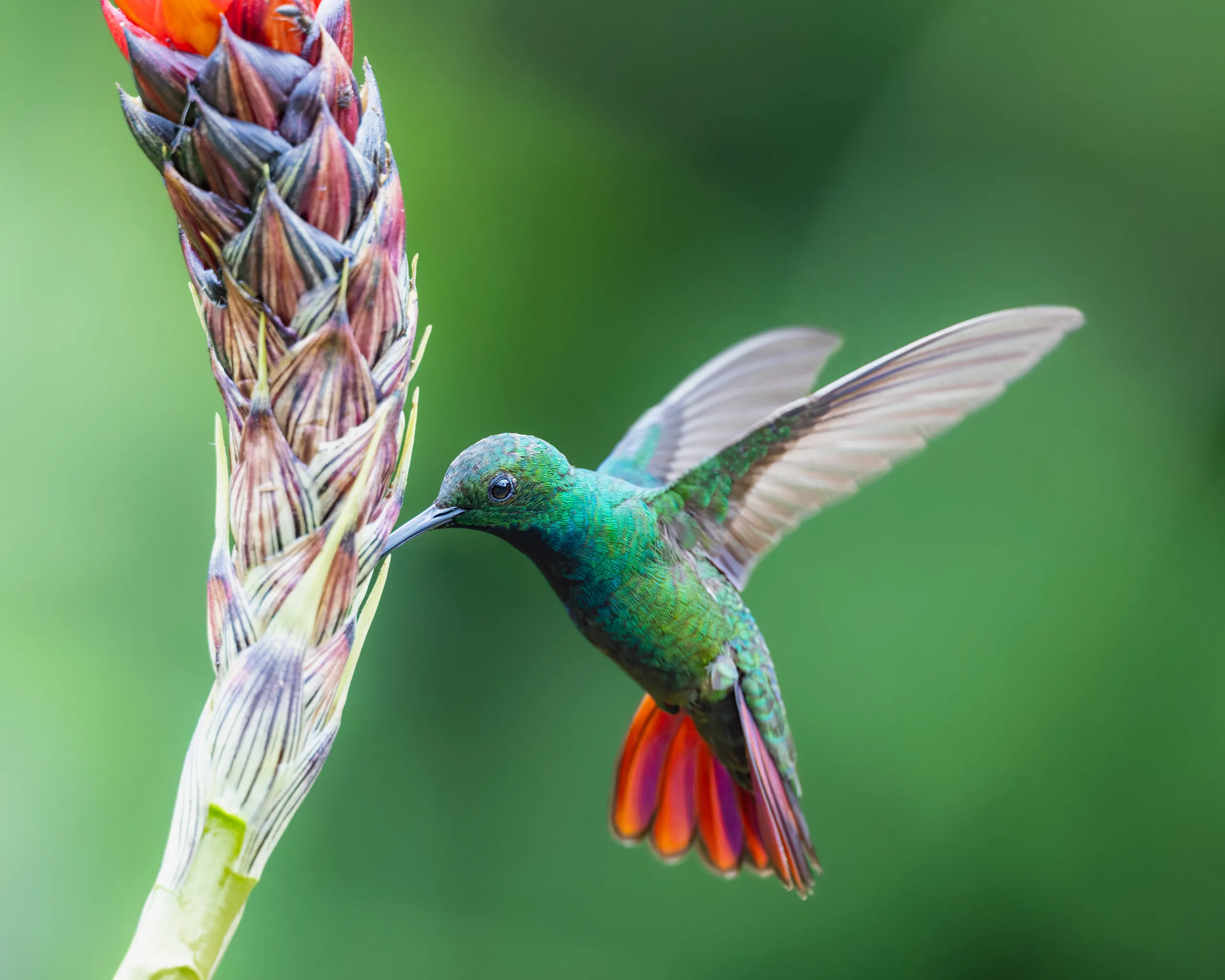 Green-breasted Mango (male), Costa Rica