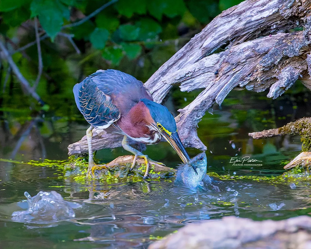 Green Heron, Nebraska