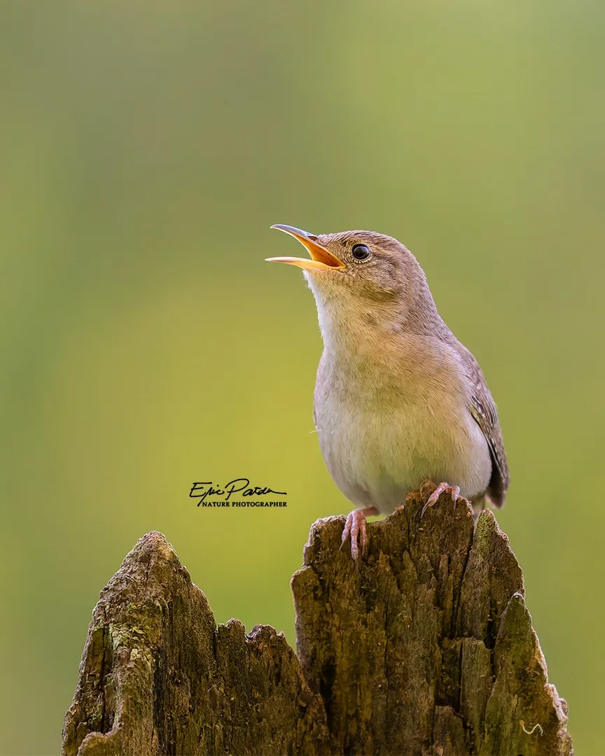 House Wren, Nebraska