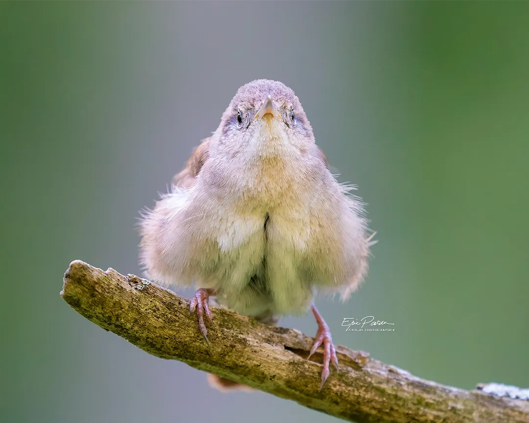 House Wren, Nebraska