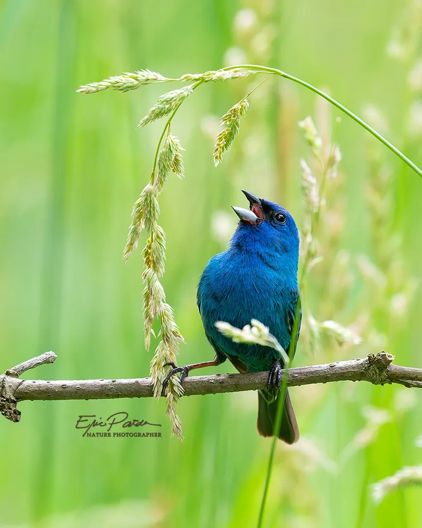 Indigo Bunting, Nebraska