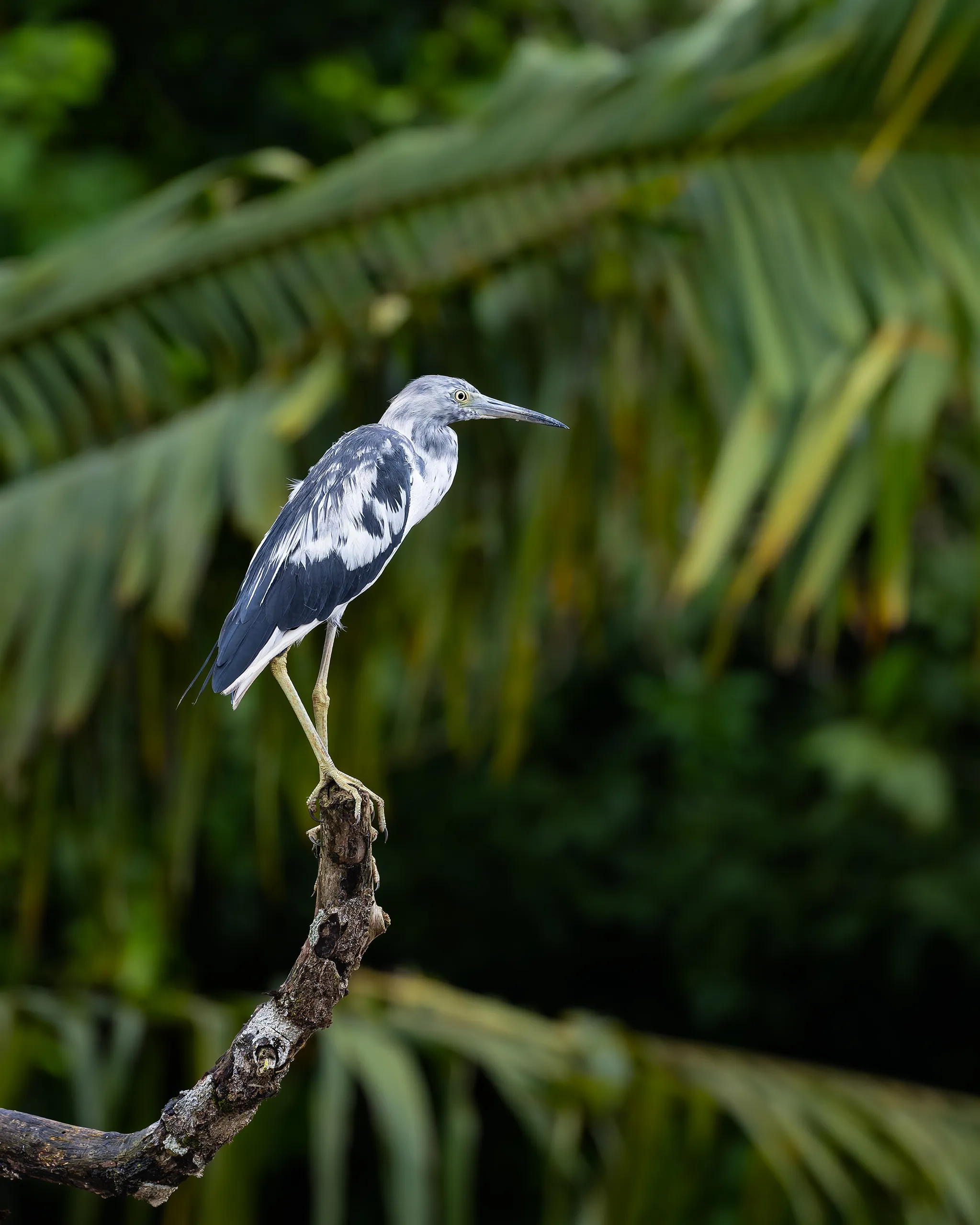 Little Blue Heron (immature), Costa Rica