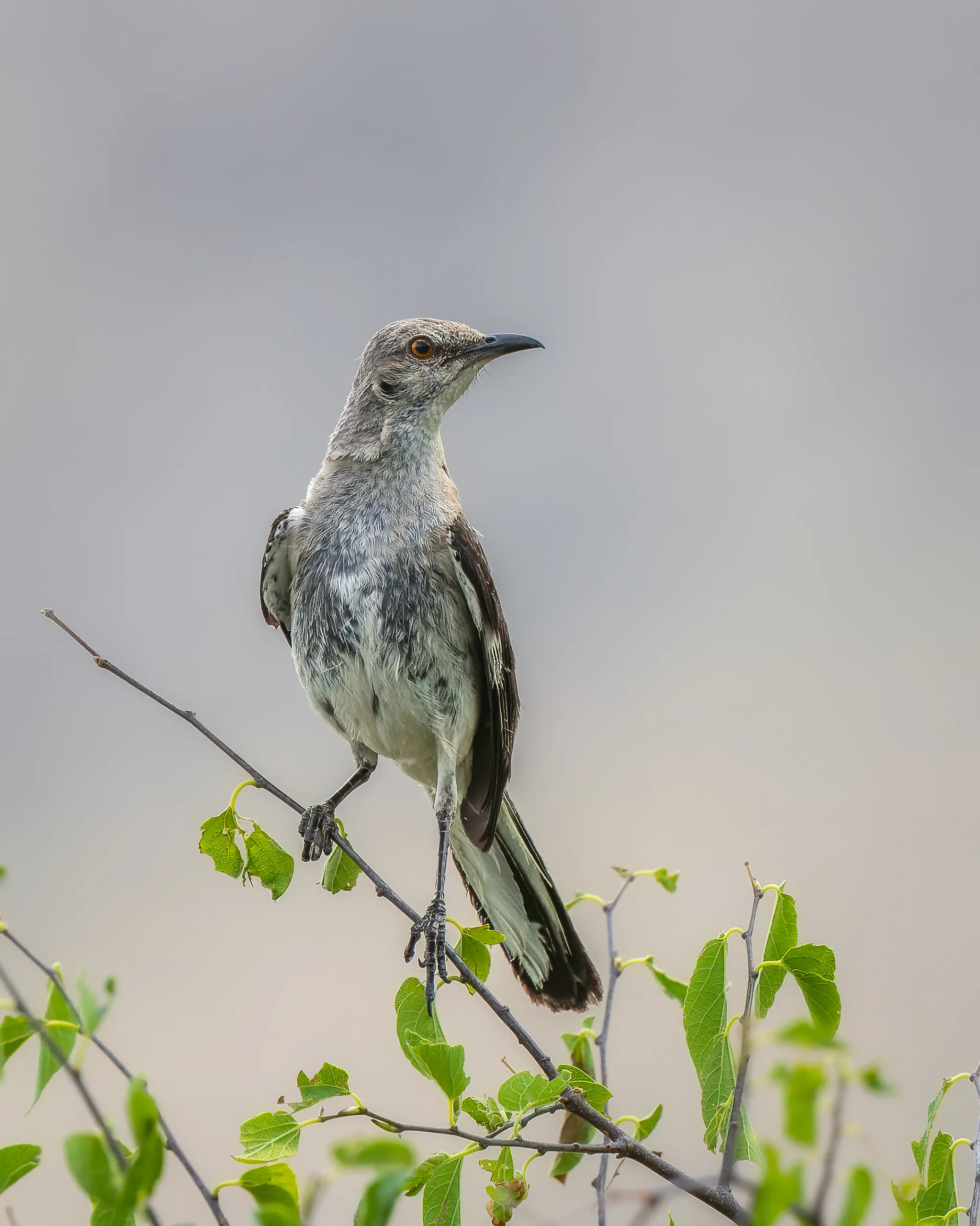 Northern Mockingbird, Arizona