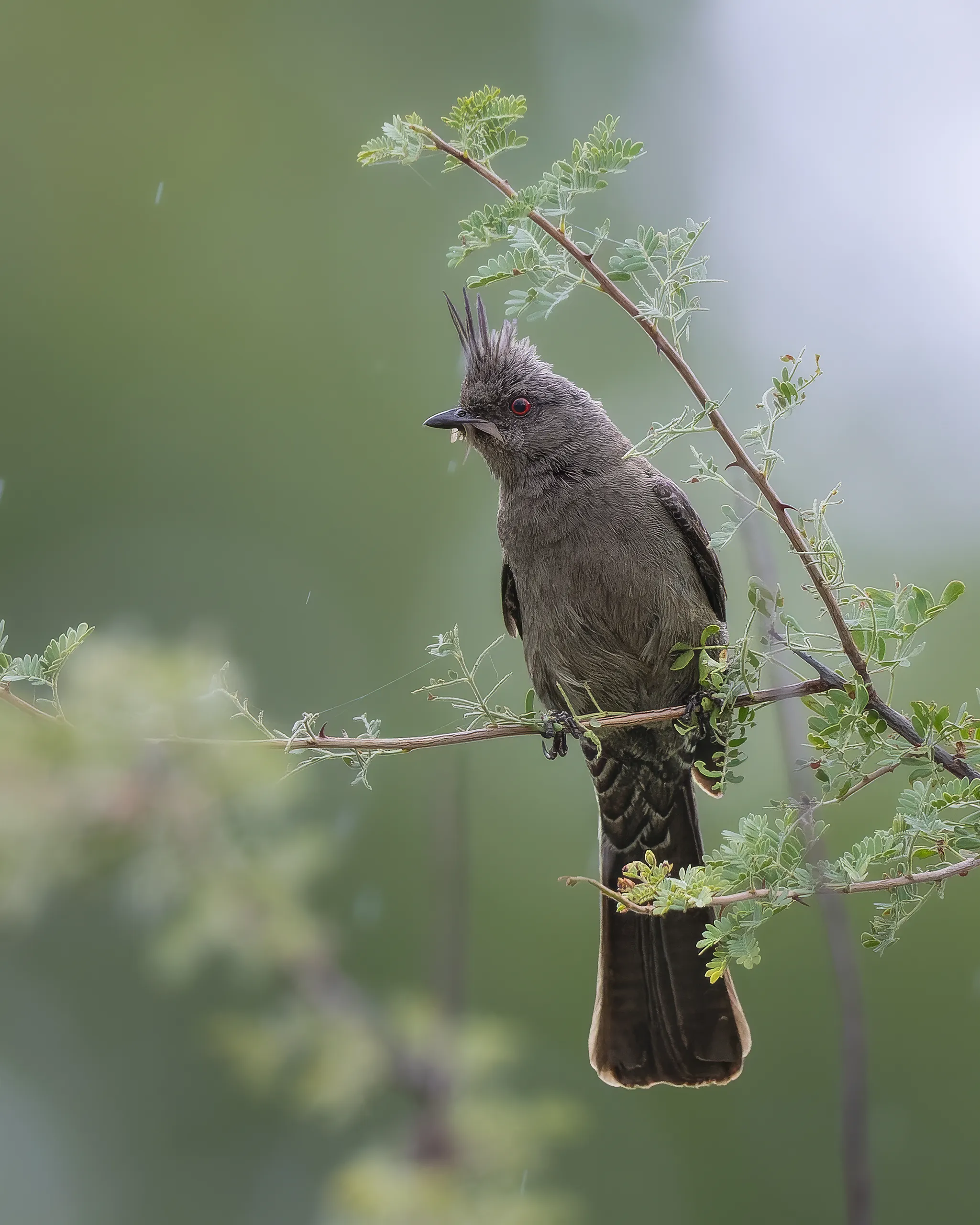 Phainopepla, Arizona