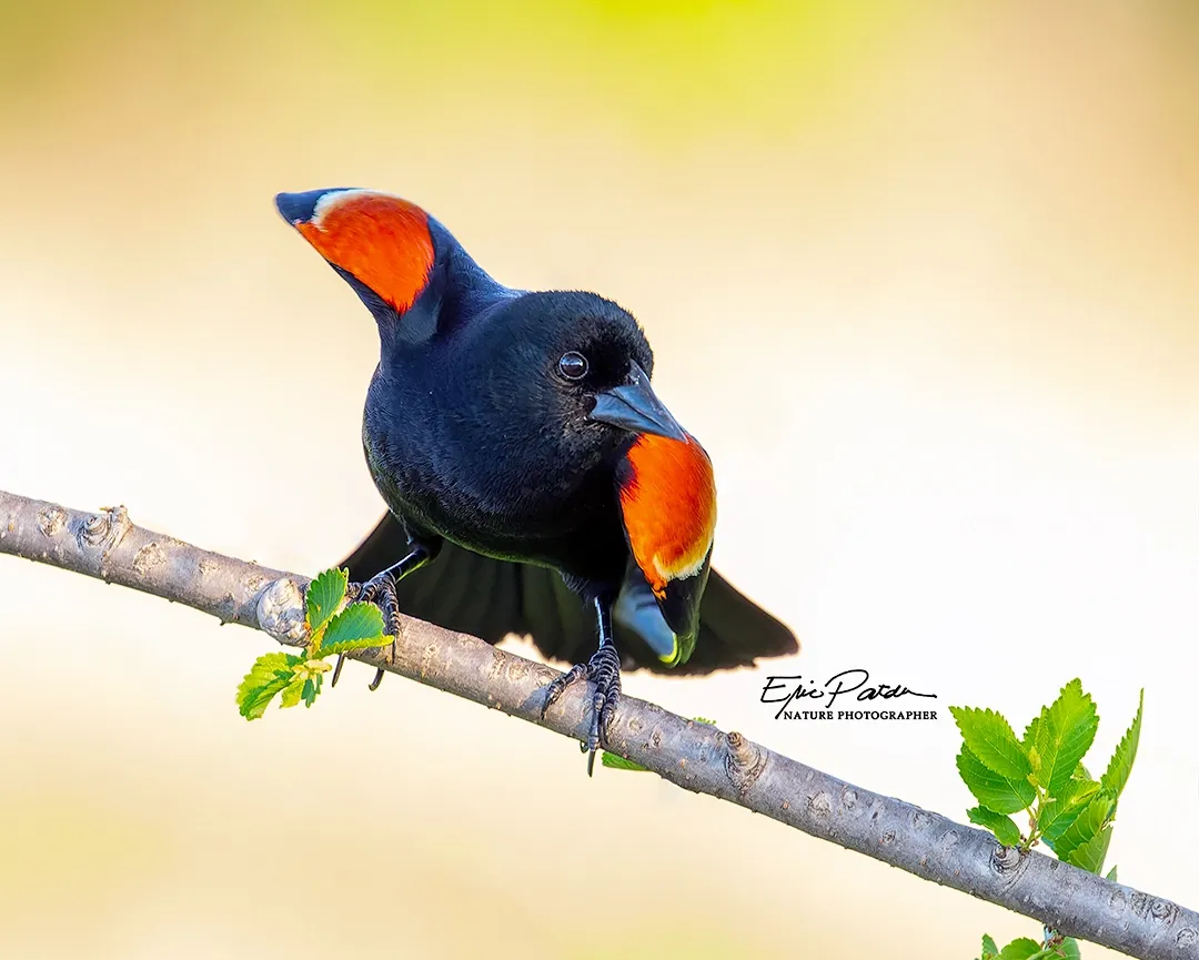 Red-winged Blackbird, Nebraska