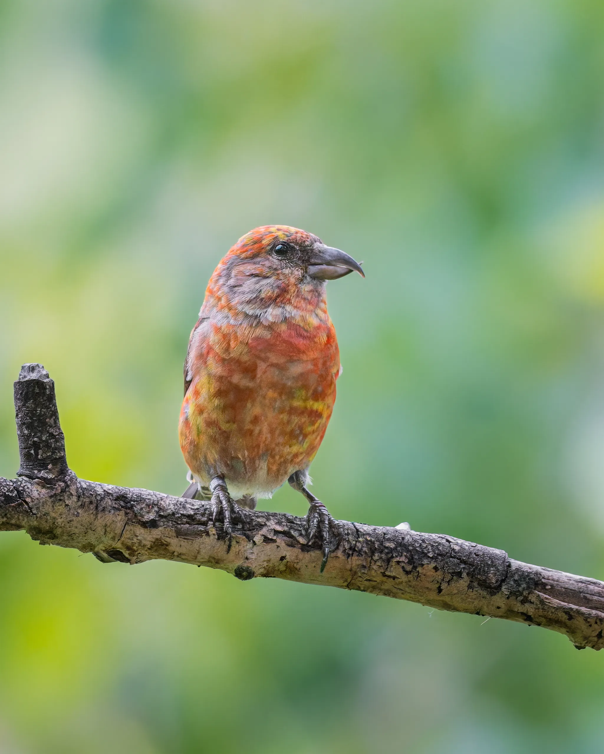 Red Crossbill, Colorado