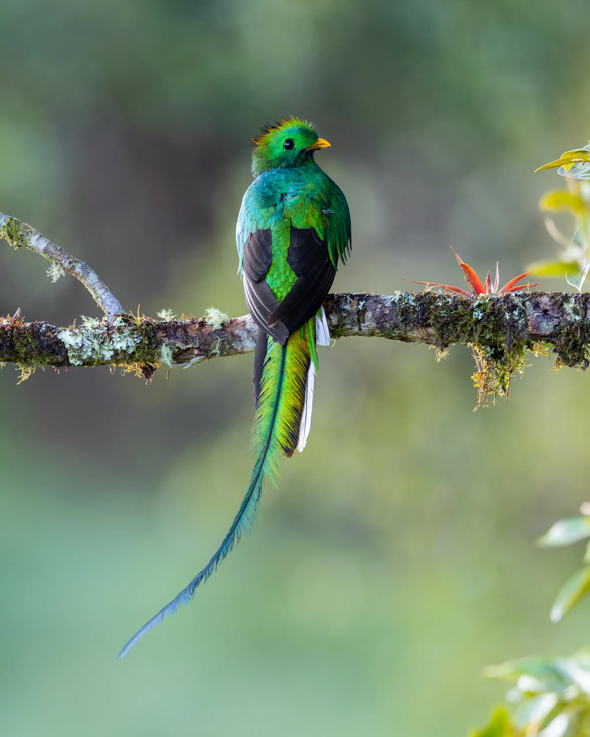 Resplendent Quetzal (male), Costa Rica