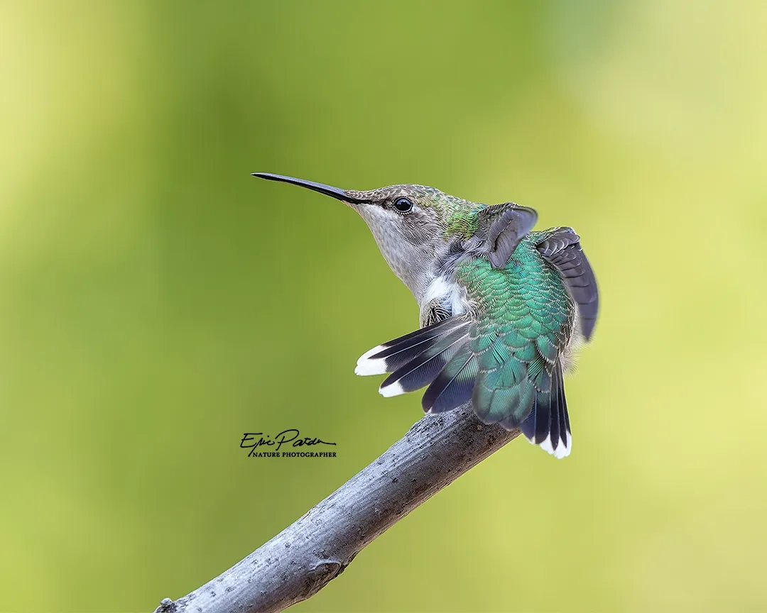 Ruby-throated Hummingbird, Nebraska