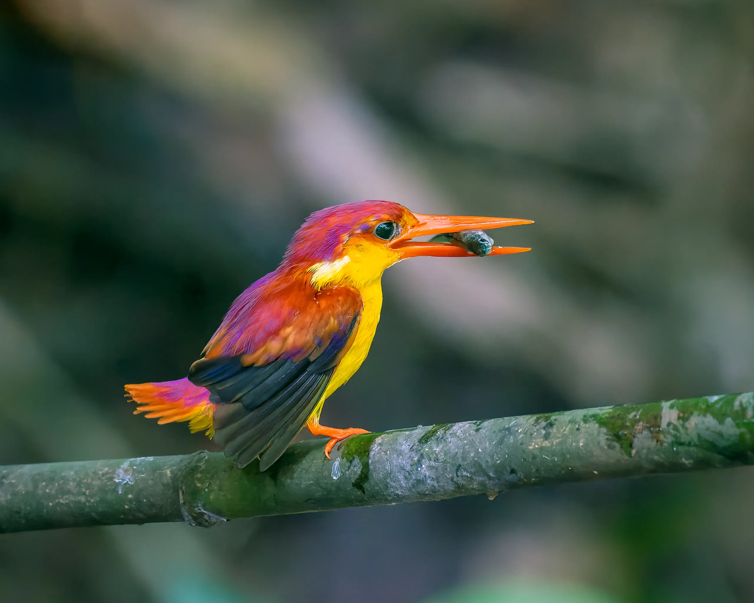 Rufous-backed Dwarf-Kingfisher, Philippines