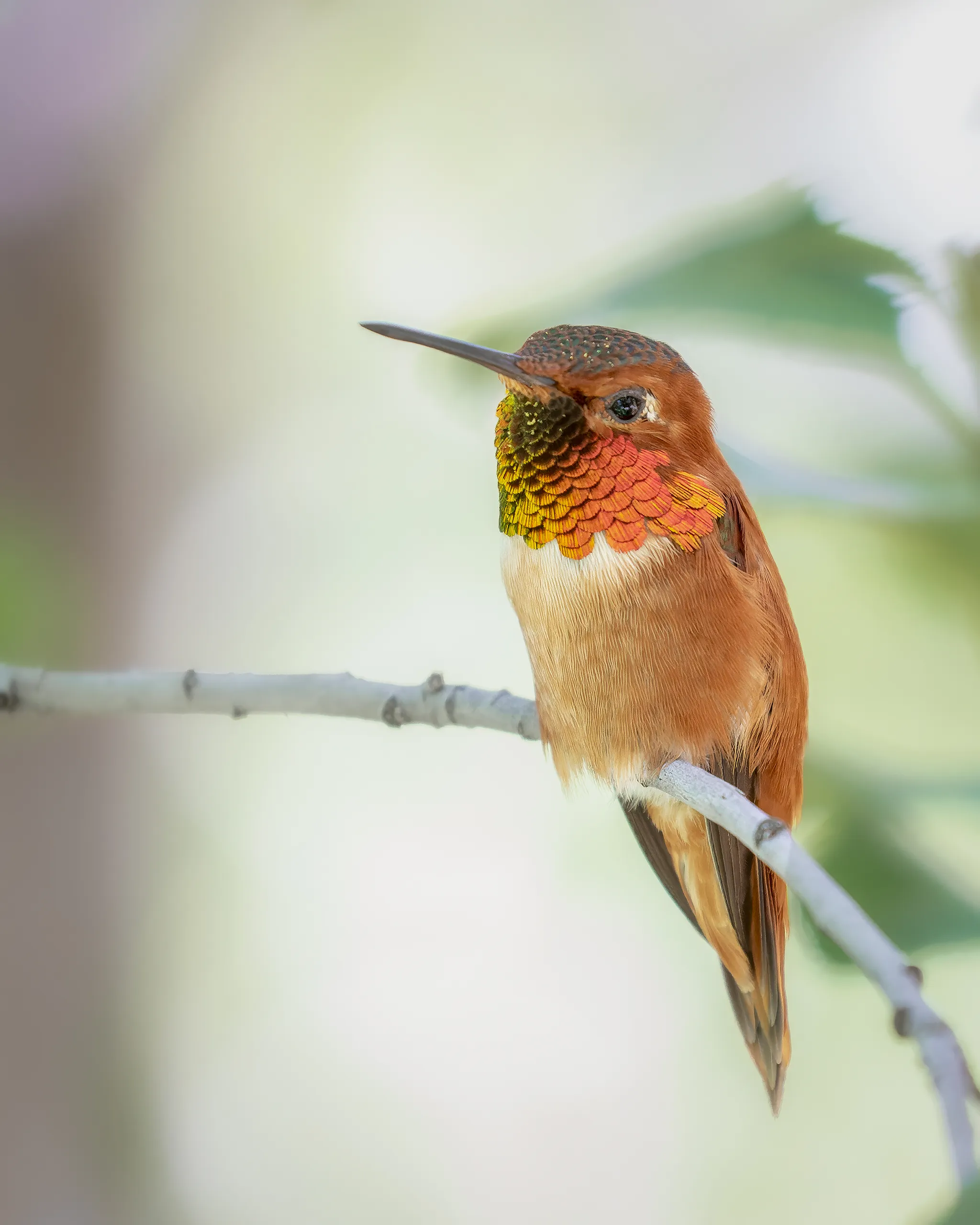 Rufous Hummingbird, Arizona