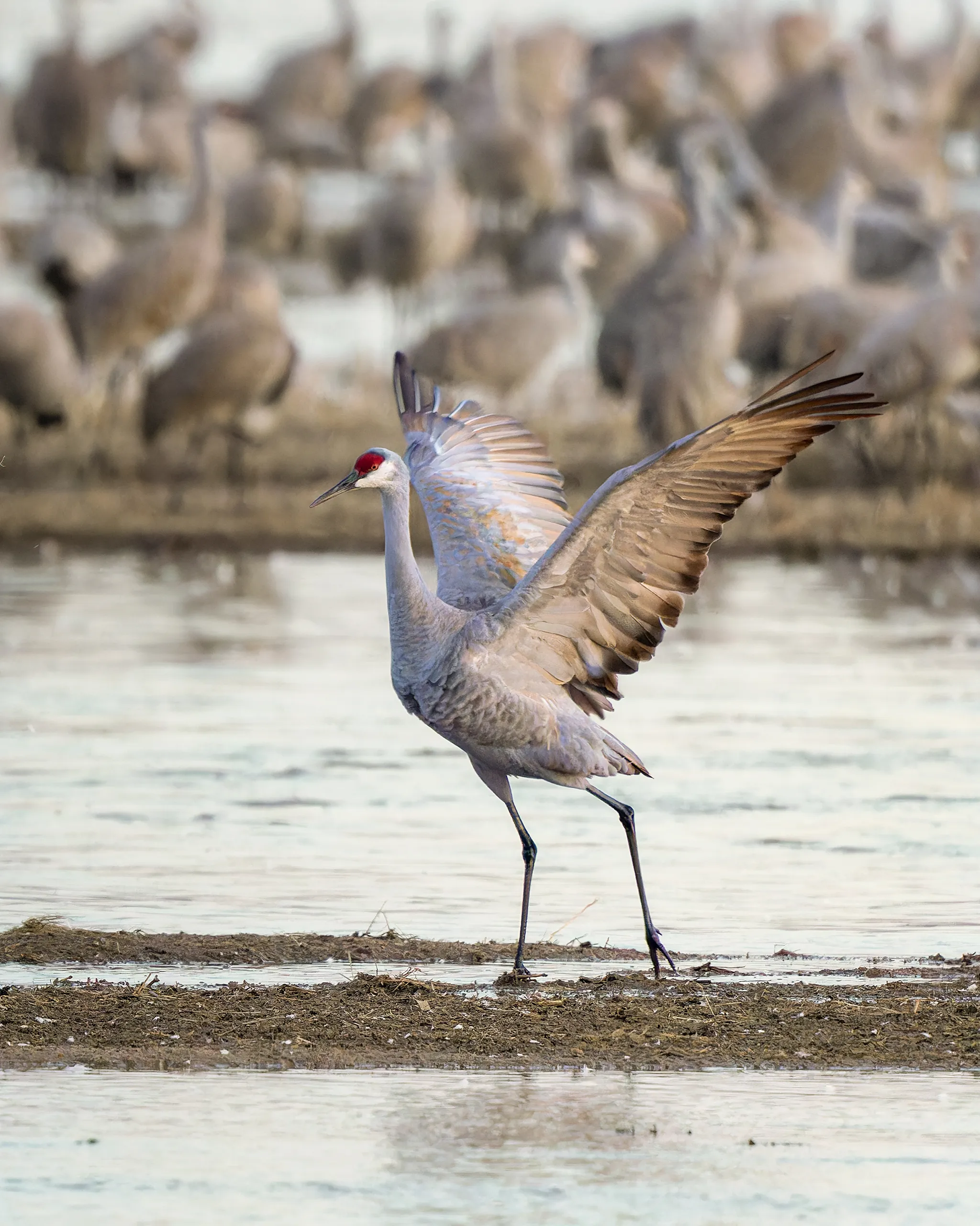 Sandhill Crane, Nebraska