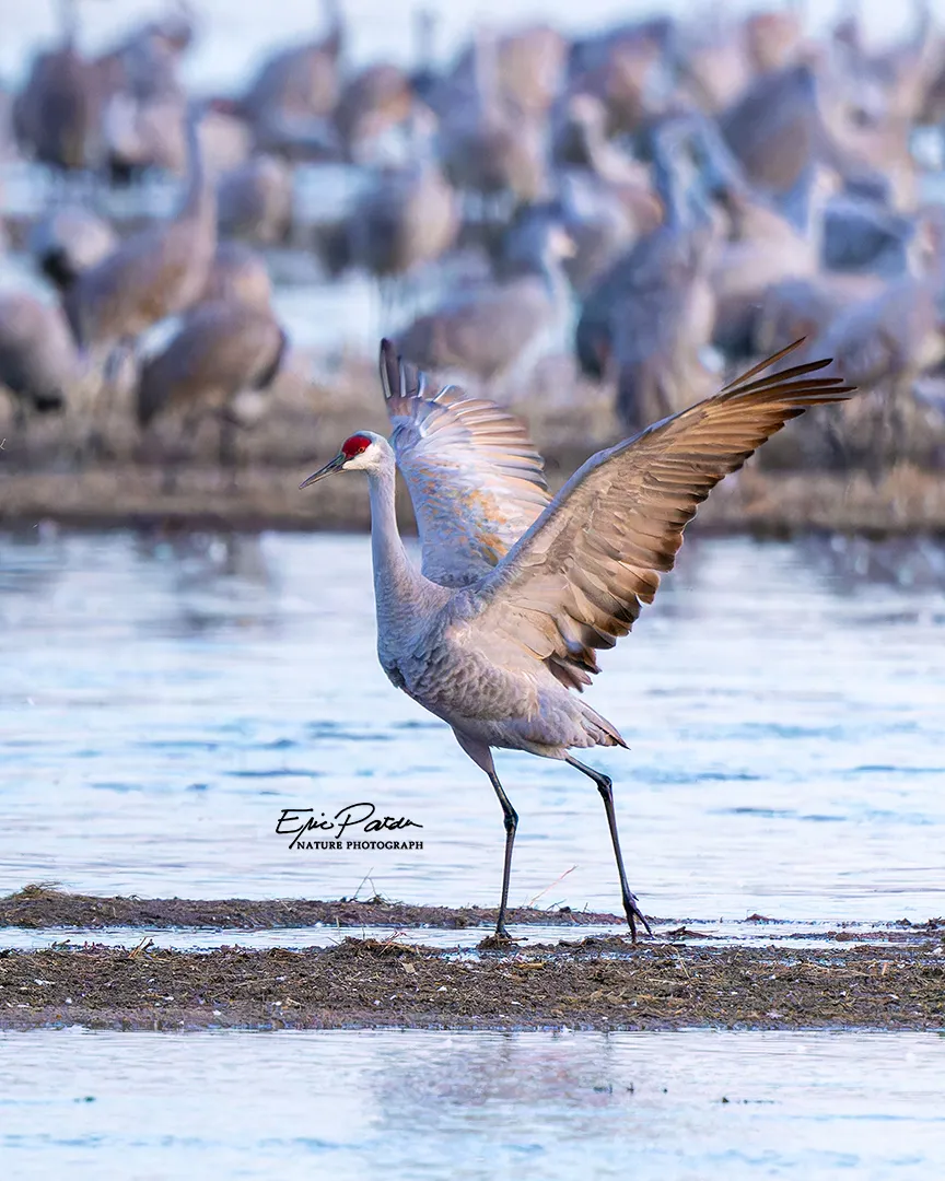 Sandhill Crane