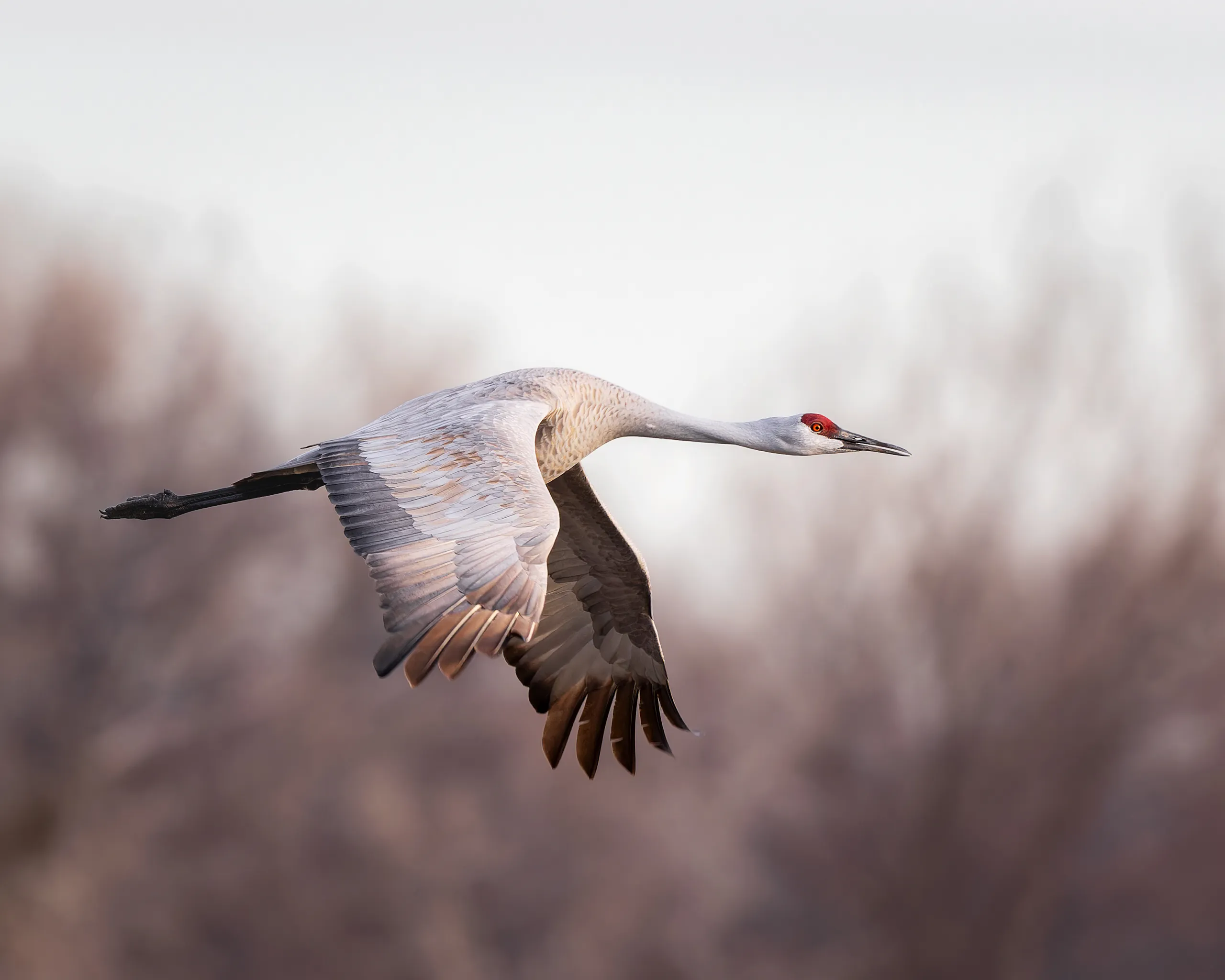 Sandhill Cranes — Sandhill Crane