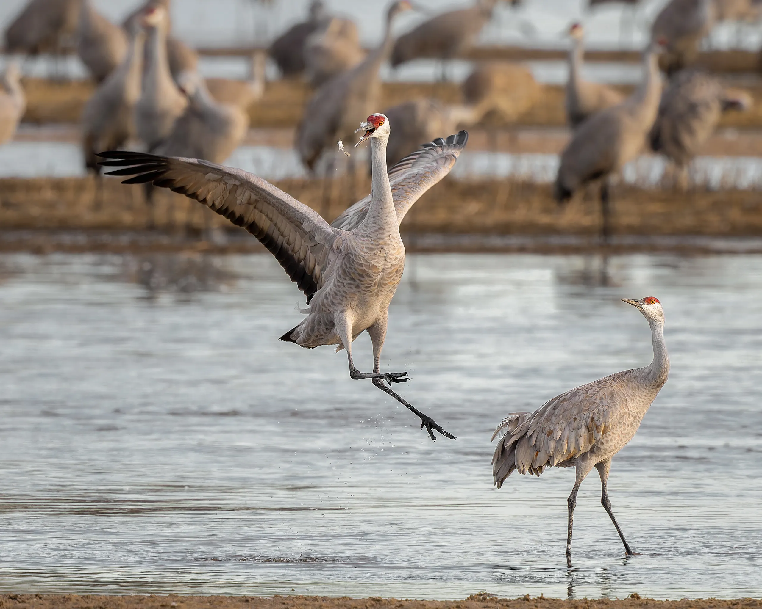 Sandhill Crane, Nebraska