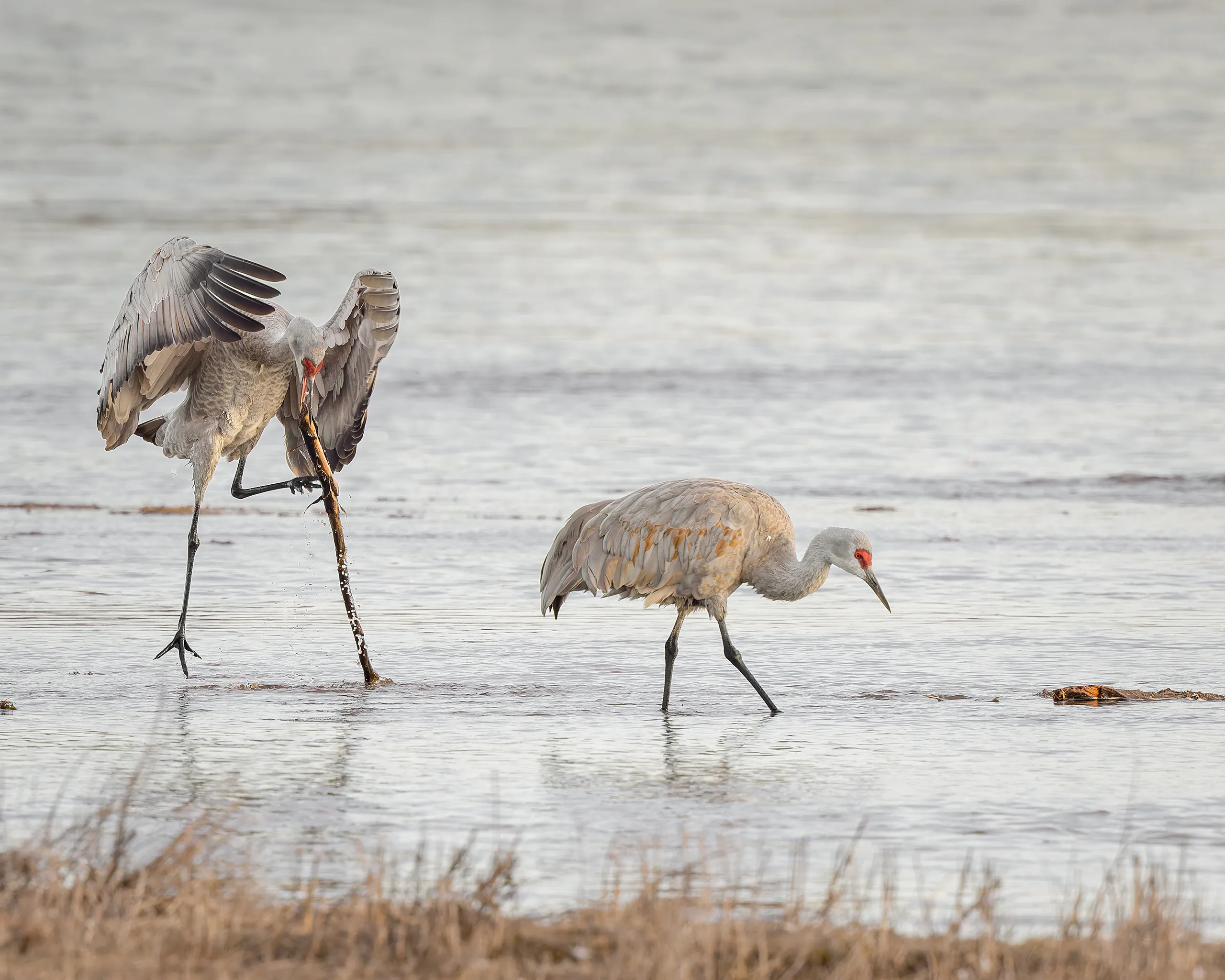 Sandhill Crane, Nebraska