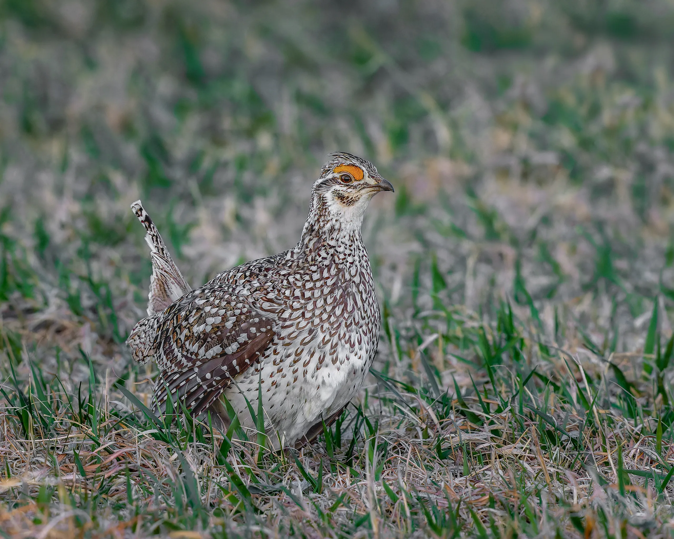 Sharp-tailed Grouse, Nebraska