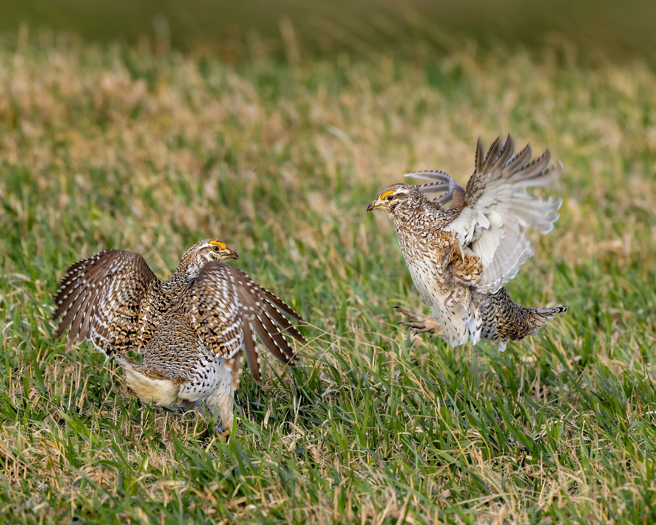 Sharp-tailed Grouse, Nebraska