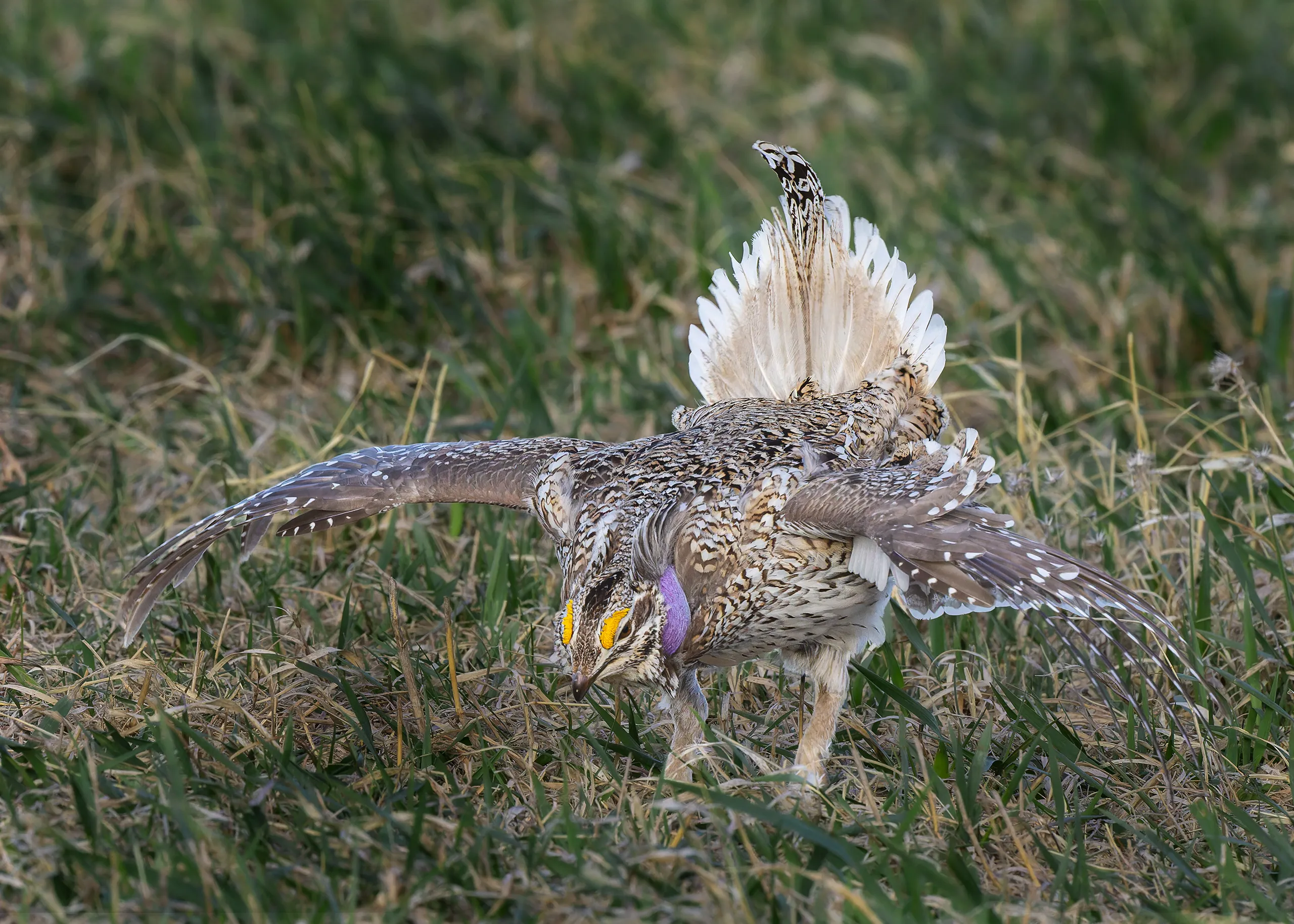 Sharp-tailed Grouse, Nebraska