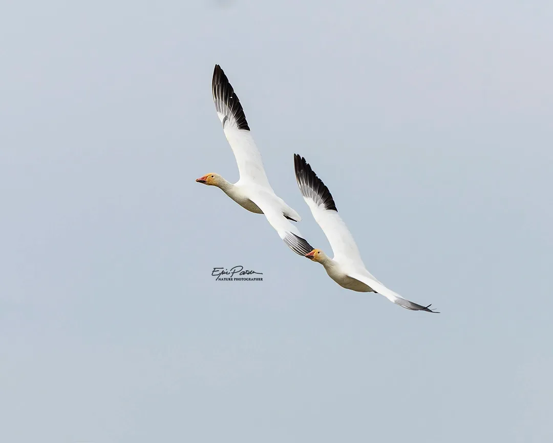 Snow Goose, Nebraska