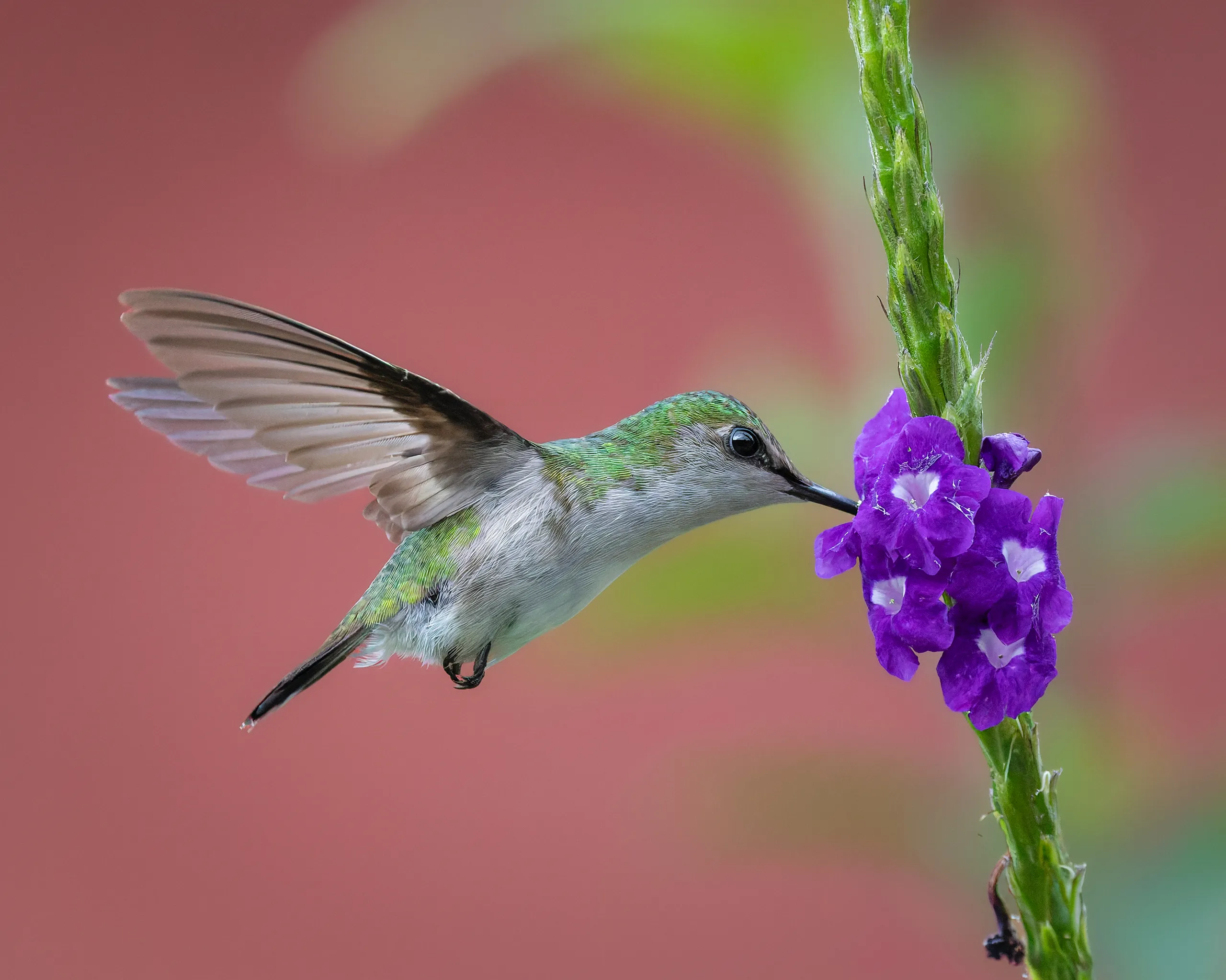 Snowcap (female), Costa Rica