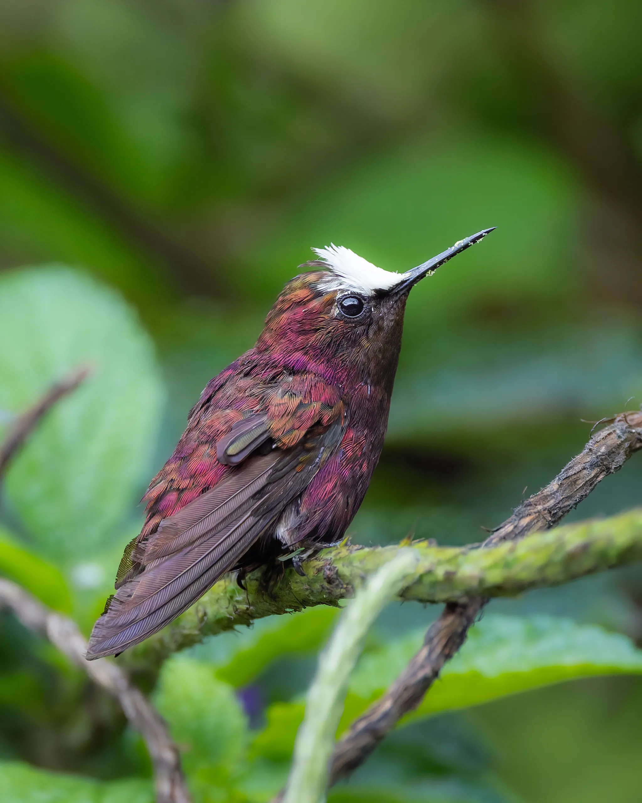 Snowcap (male), Costa Rica