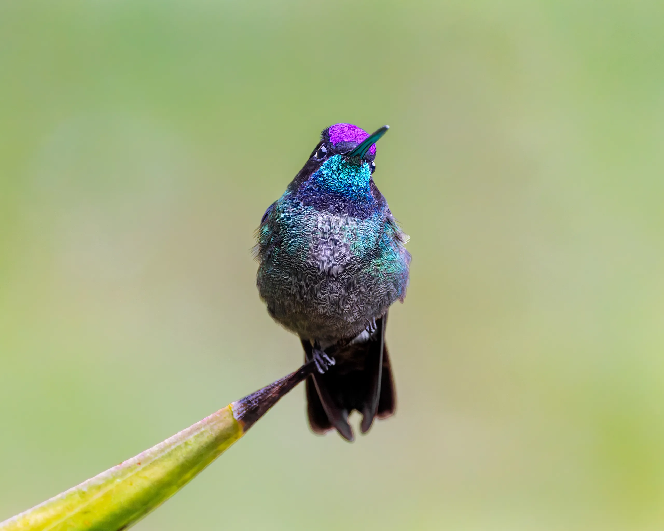 Talamanca Hummingbird, Costa Rica