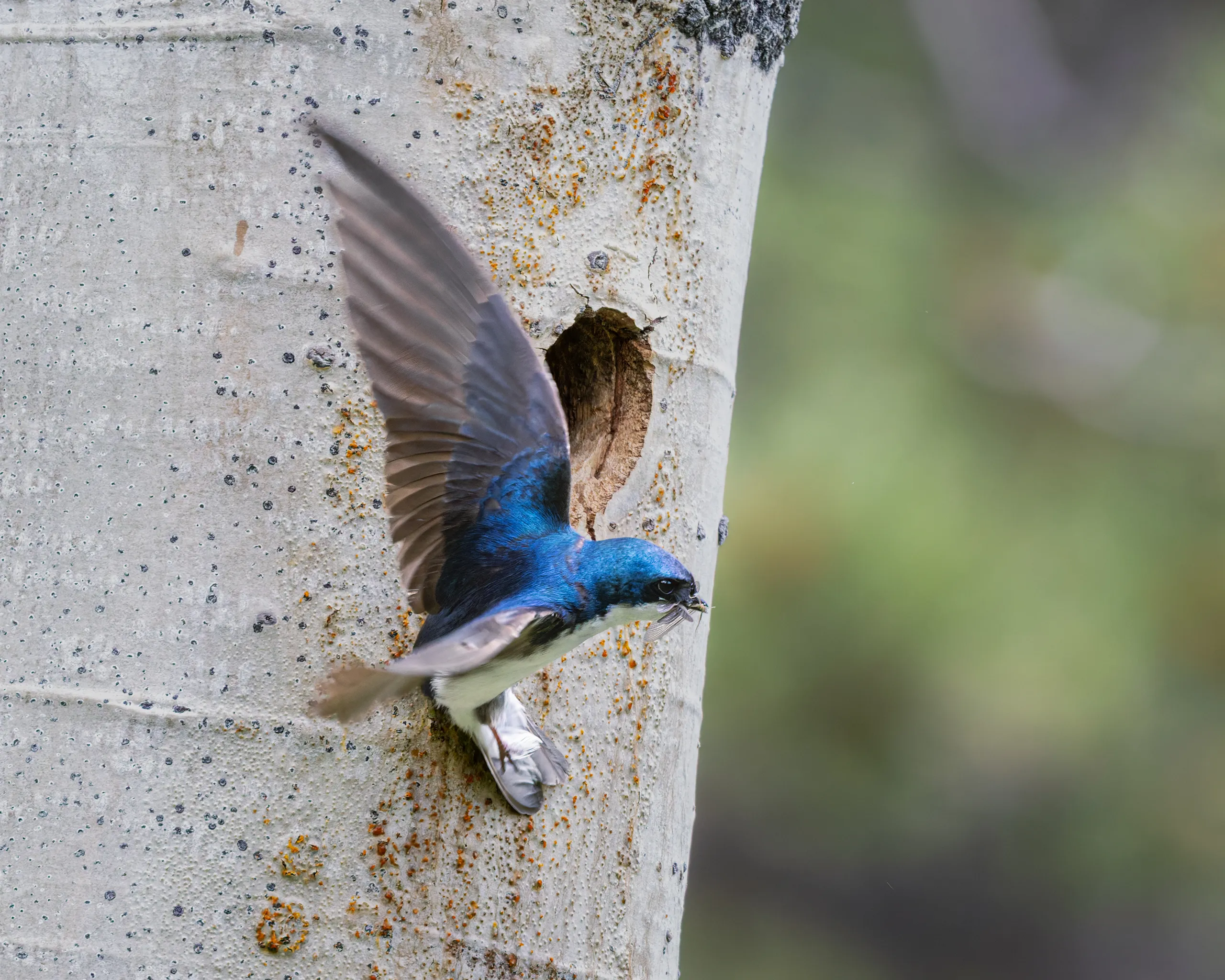 Tree Swallow, Colorado