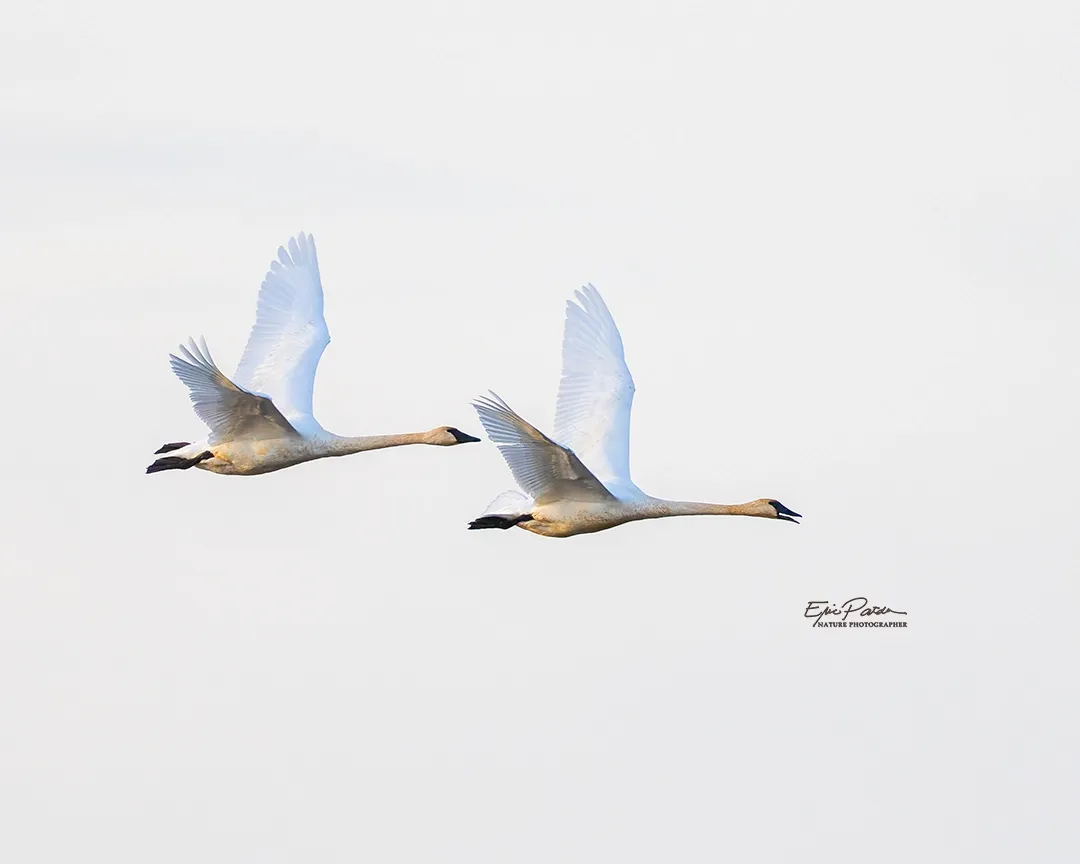 Trumpeter Swan, Nebraska