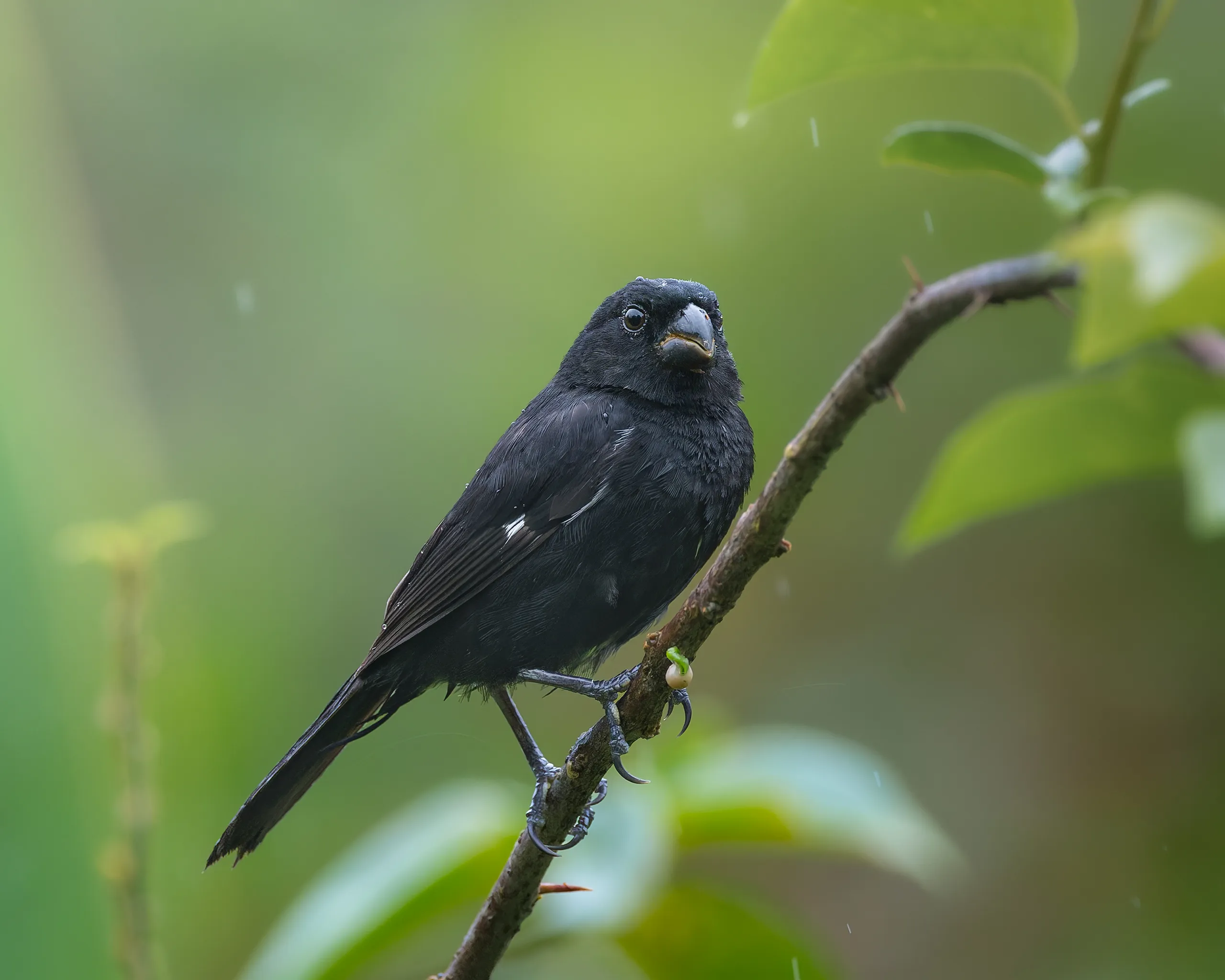 Variable Seedeater, Costa Rica